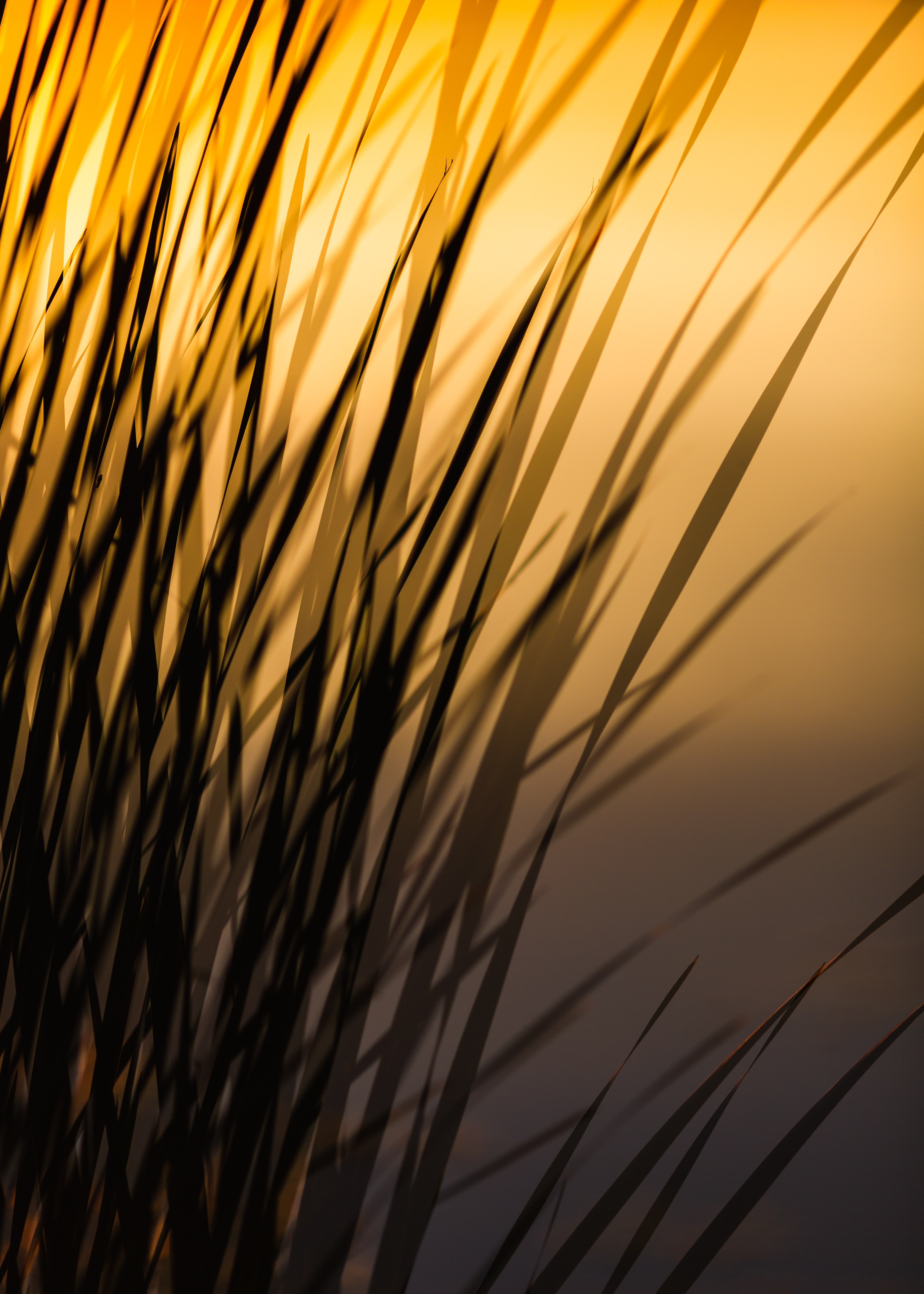 Download mobile wallpaper Grass, Macro, Shadow, Plant, Lines, Dark for free.