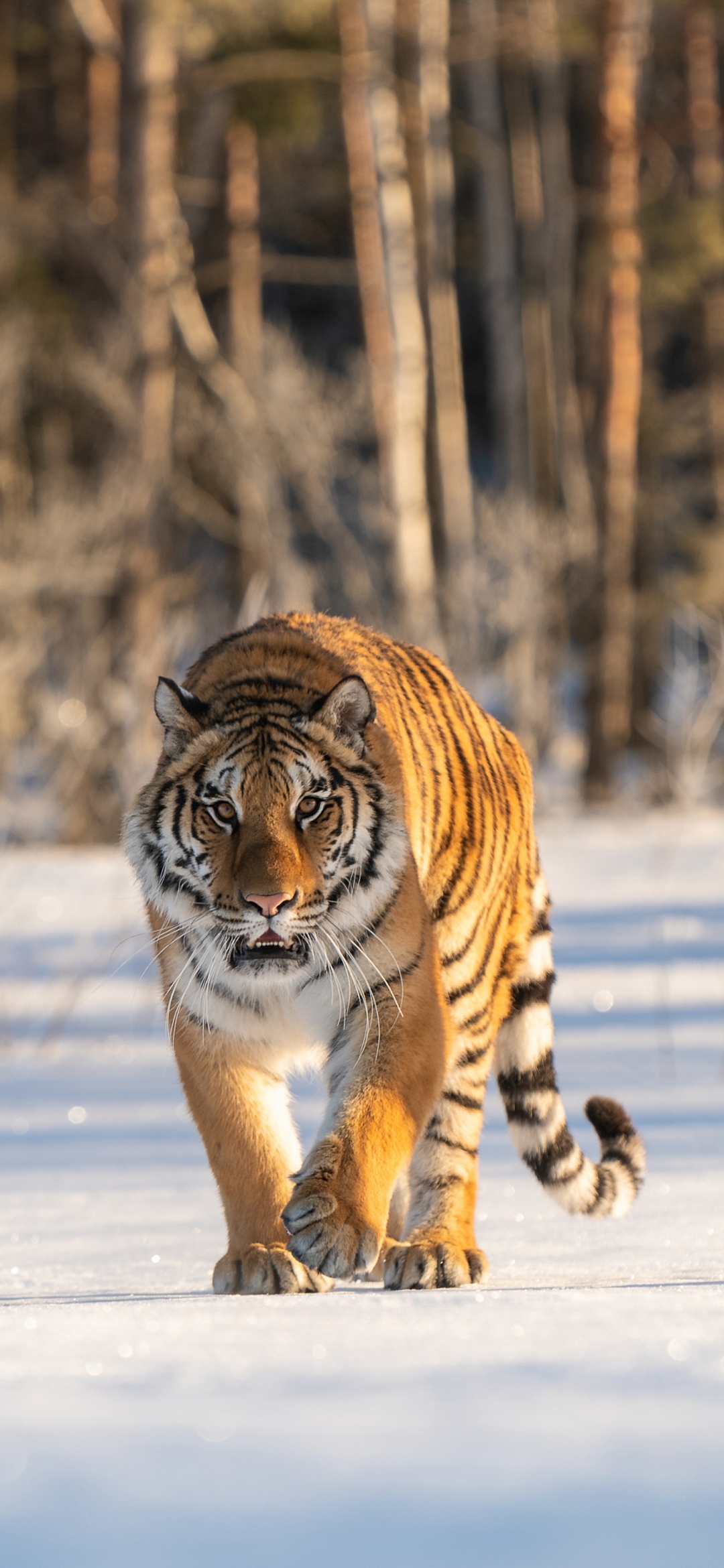 無料モバイル壁紙動物, 雪, 猫, 虎をダウンロードします。