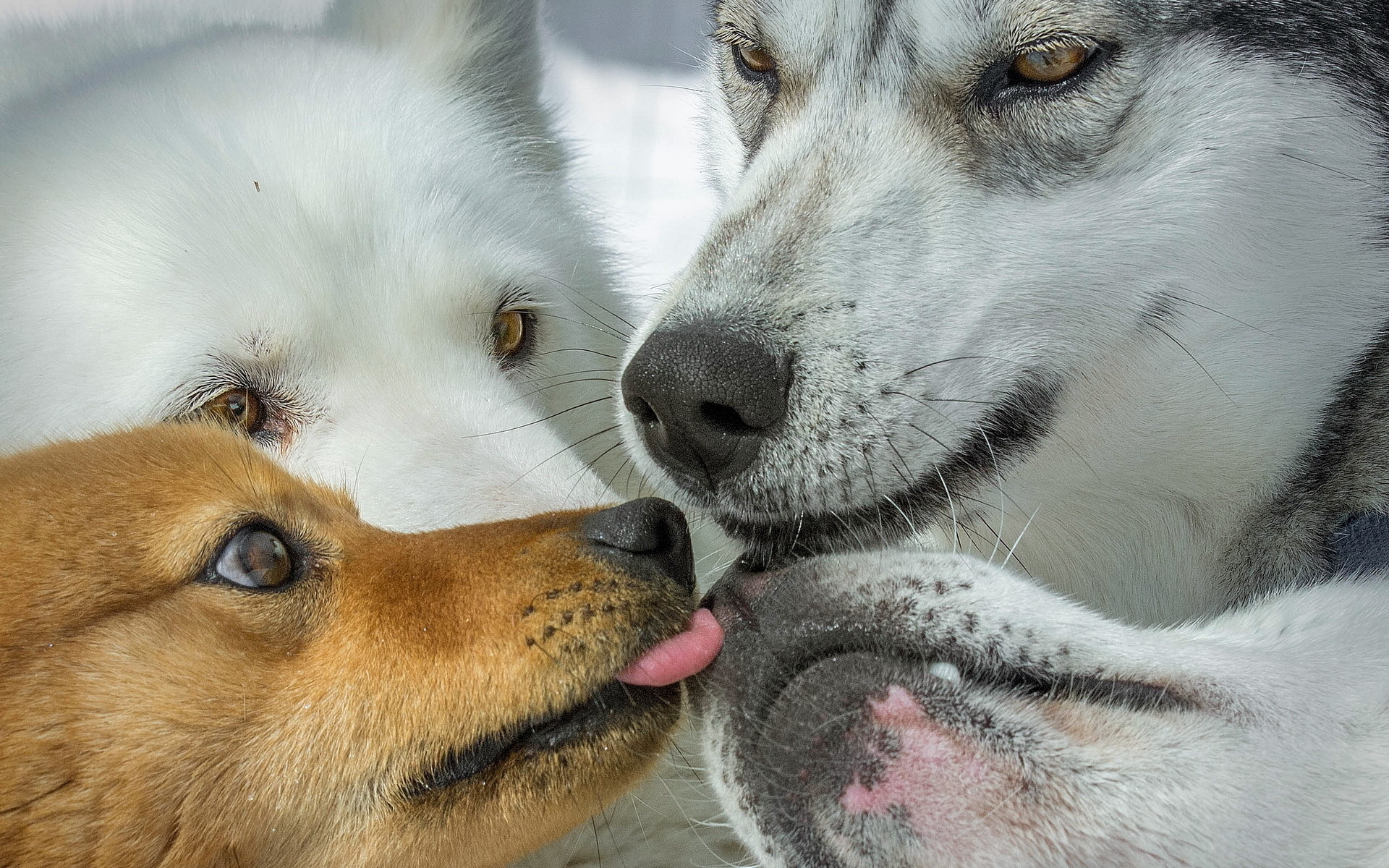 無料モバイル壁紙犬, 動物をダウンロードします。