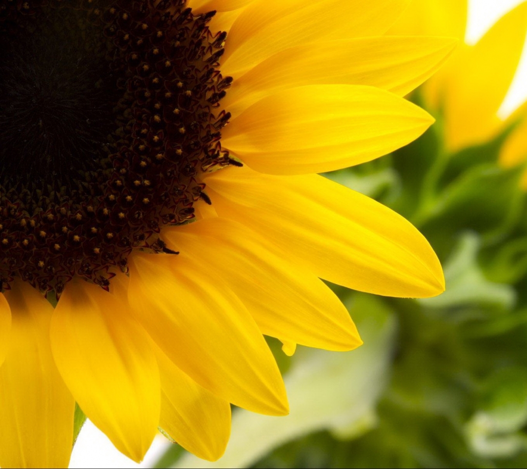 1082210 Bildschirmschoner und Hintergrundbilder Blumen auf Ihrem Telefon. Laden Sie  Bilder kostenlos herunter