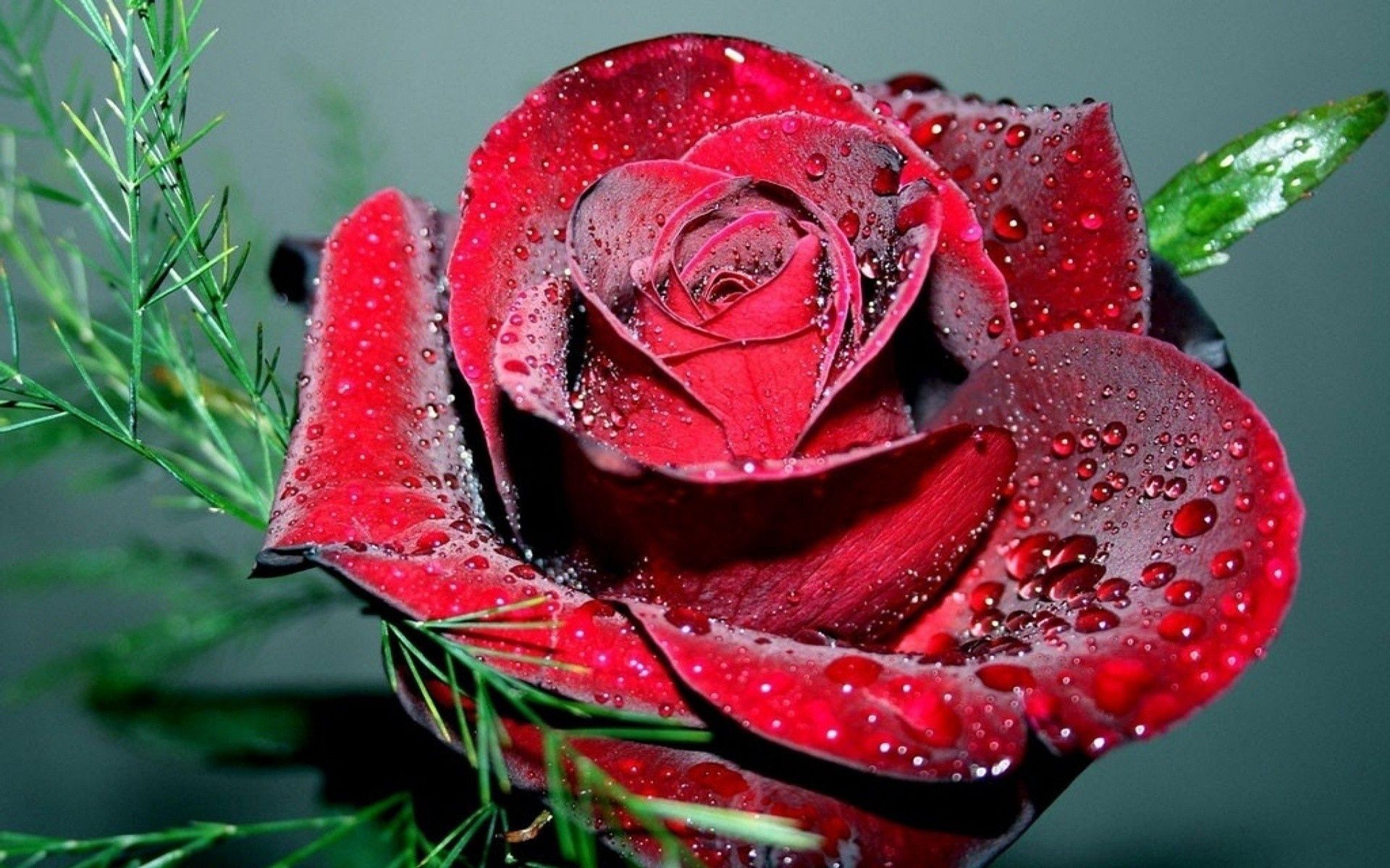 rose flower, drops, macro, bright, rose, petals, scarlet