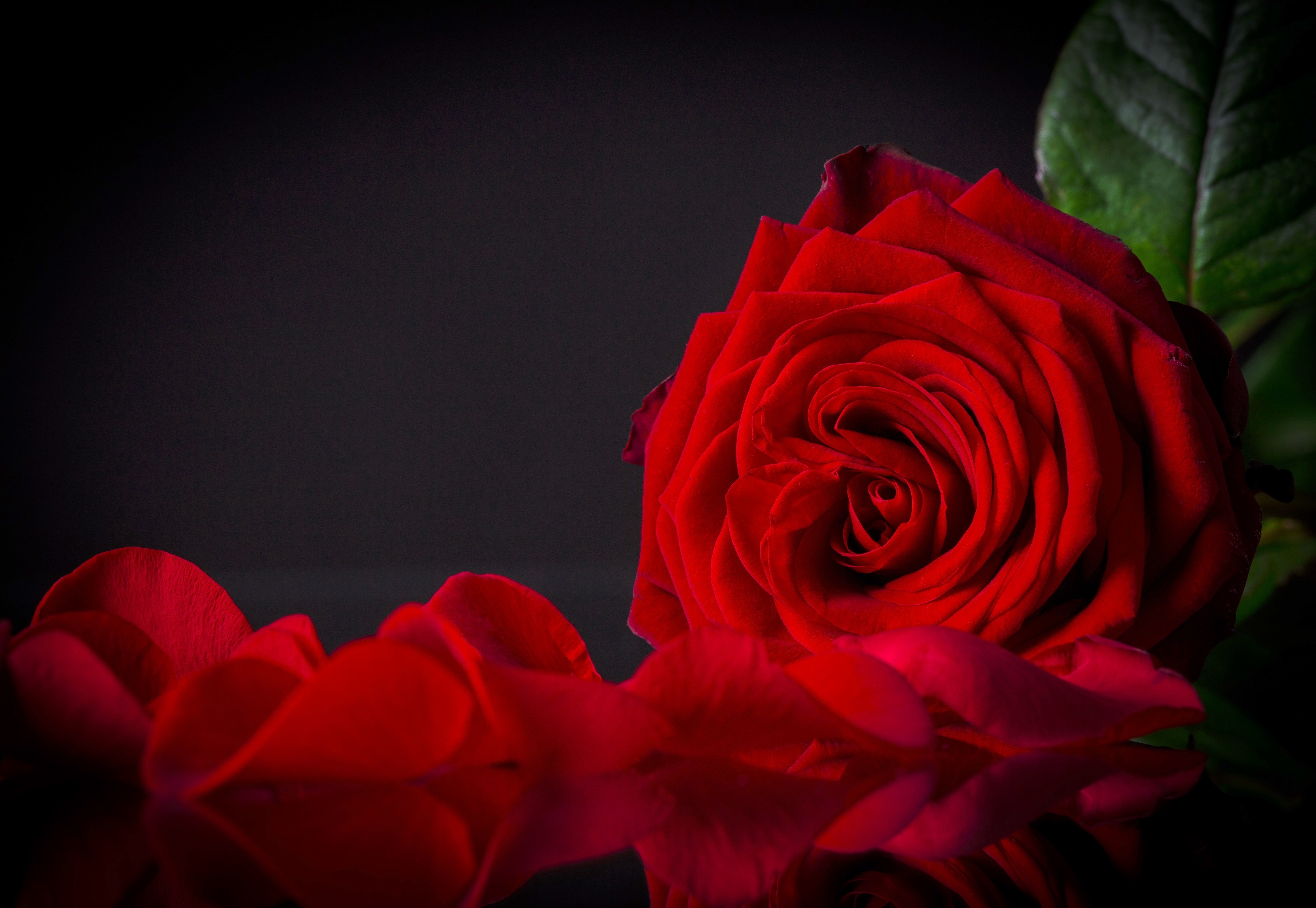 Free download wallpaper Flowers, Rose, Close Up, Earth, Petal, Red Flower on your PC desktop