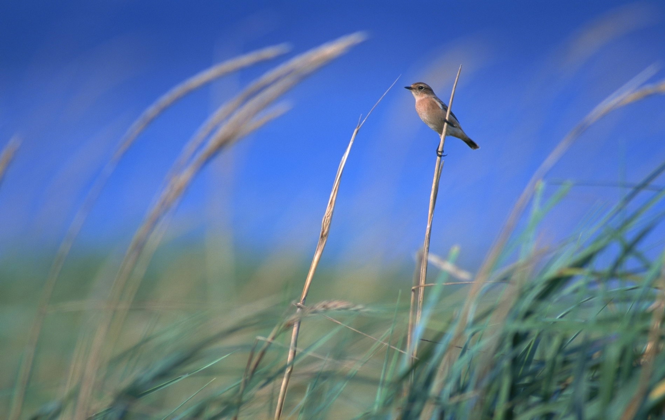 Laden Sie das Vogel, Vögel, Tiere-Bild kostenlos auf Ihren PC-Desktop herunter