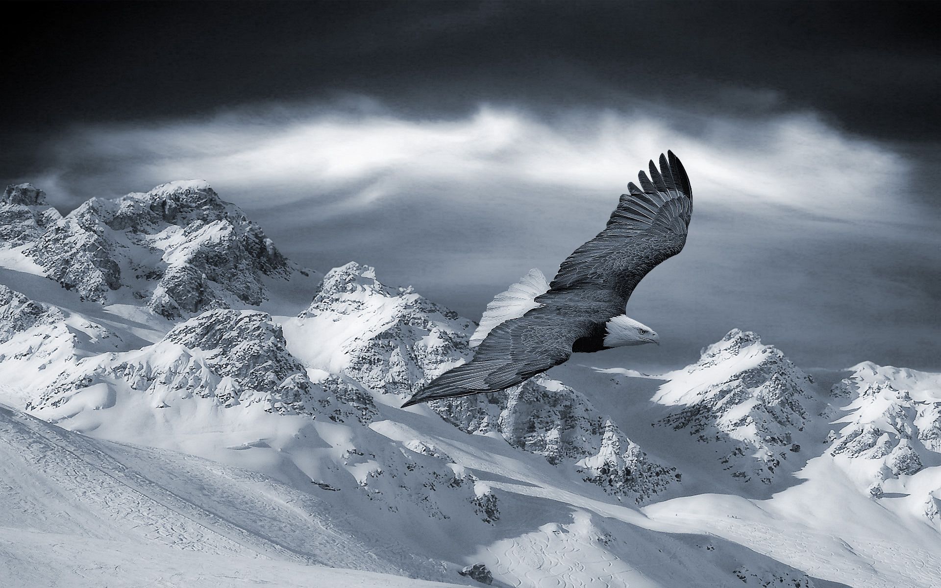 eagle, predator, snow, animals, sky, mountains, bird, hills, hill