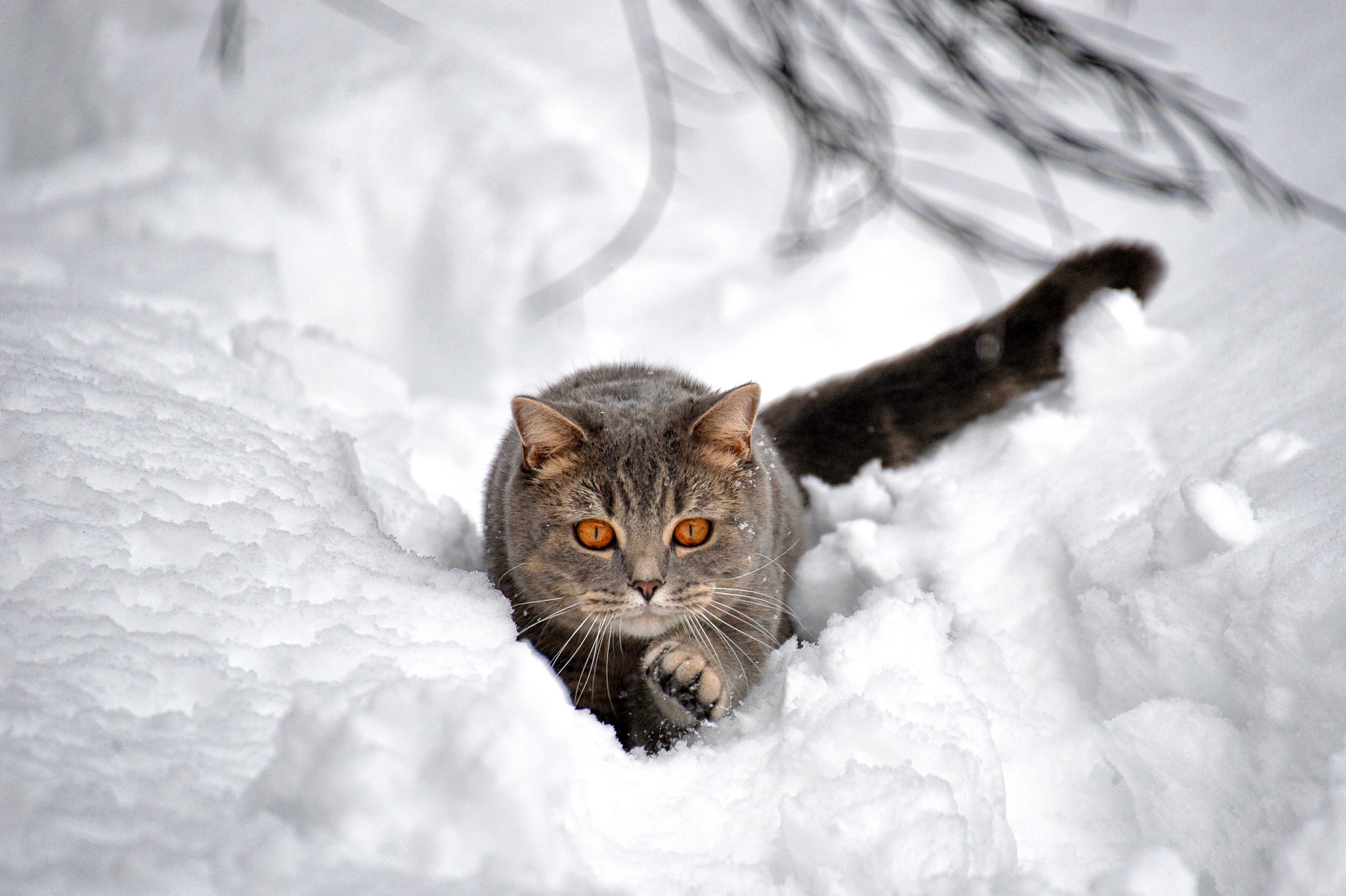 無料モバイル壁紙動物, 冬, 雪, ネコ, 猫をダウンロードします。