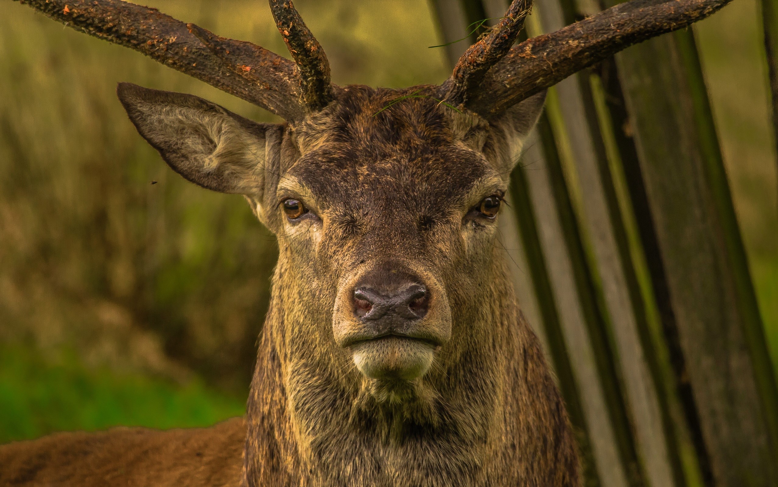 856615壁紙のダウンロード動物, 鹿, バック, 閉じる, 顔-スクリーンセーバーと写真を無料で