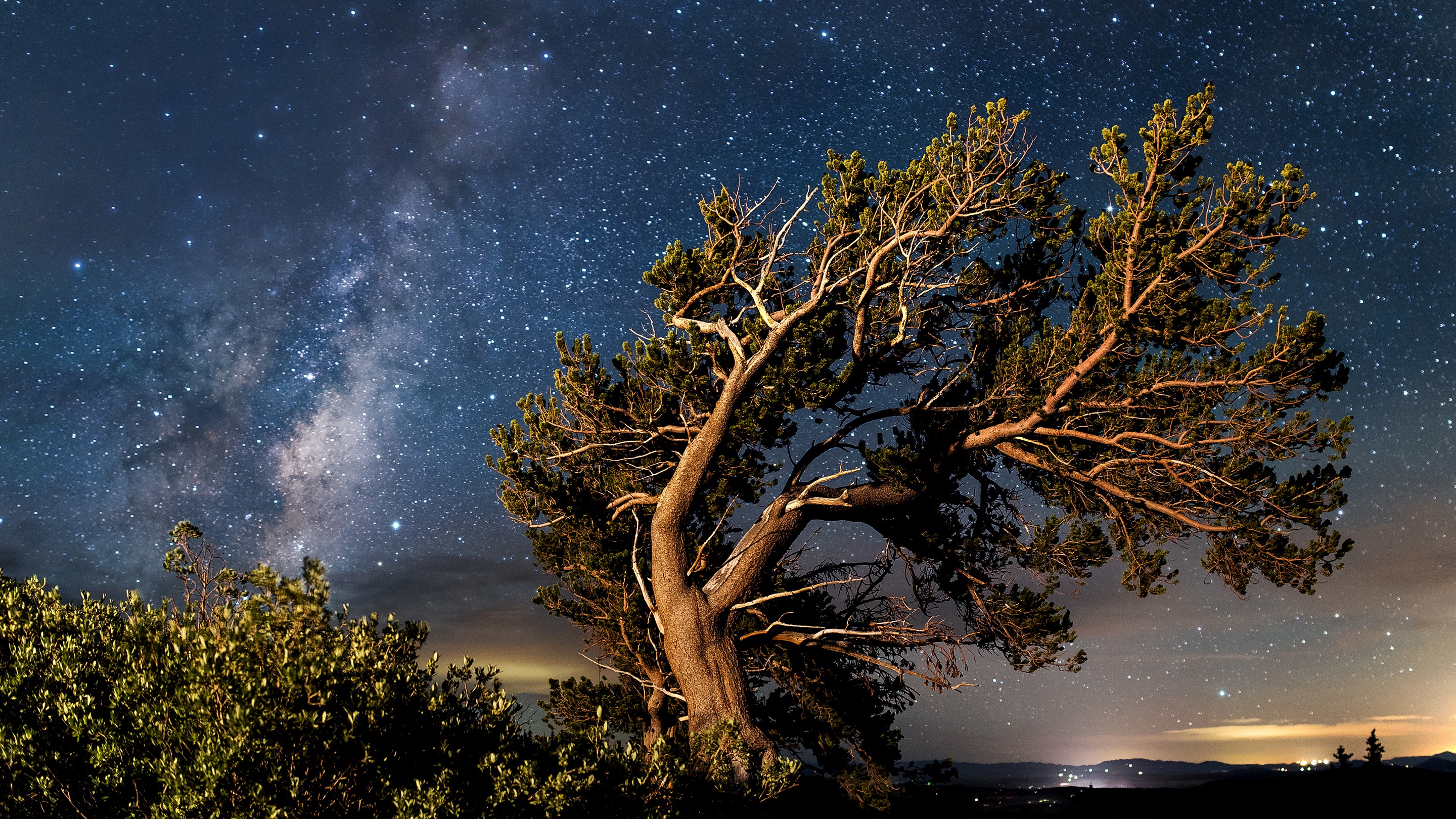Laden Sie das Natur, Bäume, Baum, Nacht, Erde/natur, Sternenklarer Himmel, Verdrehter Baum-Bild kostenlos auf Ihren PC-Desktop herunter