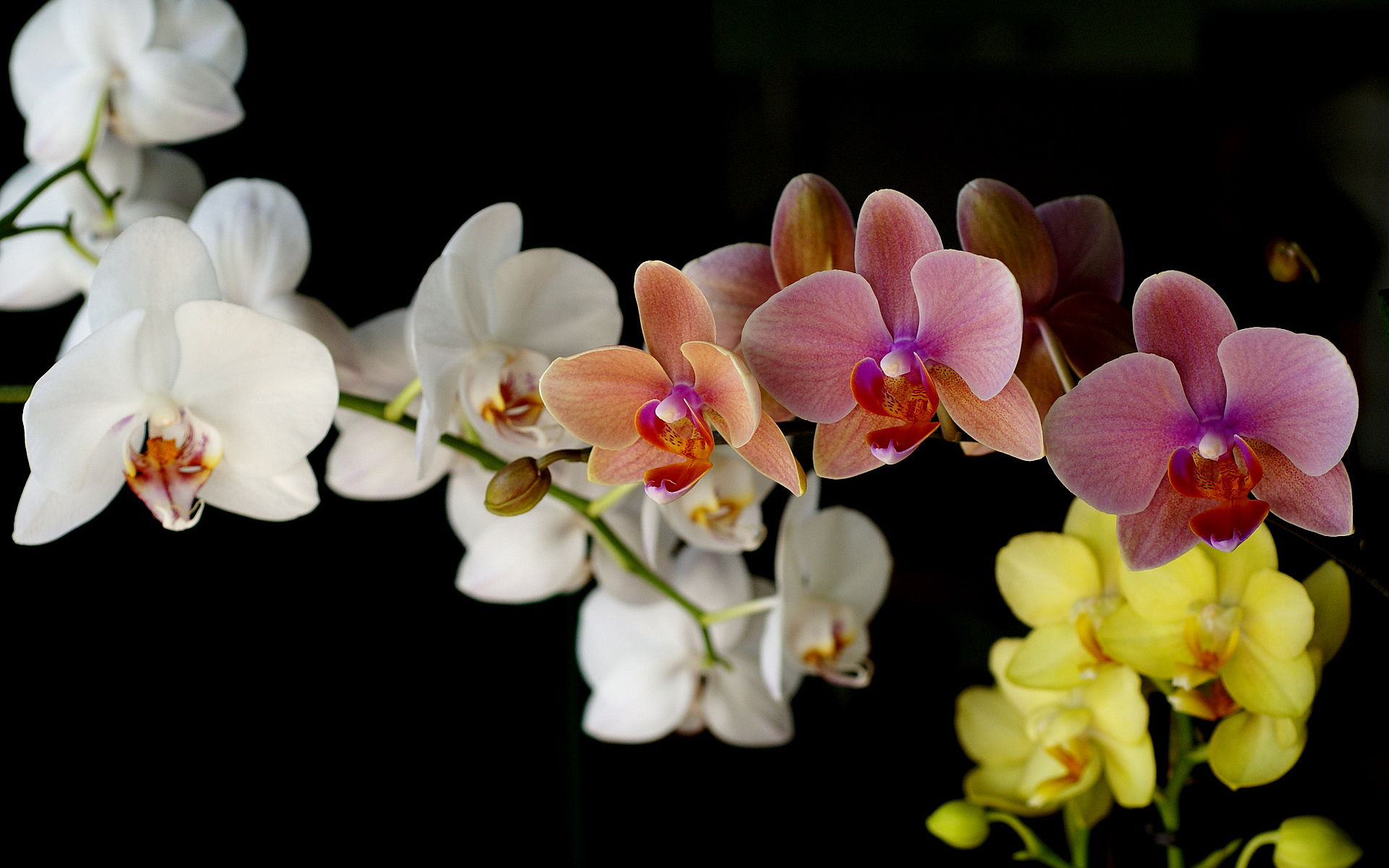 Baixe gratuitamente a imagem Orquídea, Flores, Terra/natureza na área de trabalho do seu PC