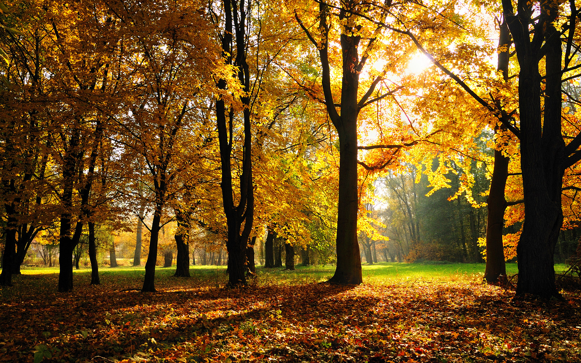 Baixar papel de parede para celular de Natureza, Outono, Árvore, Folha, Terra/natureza gratuito.