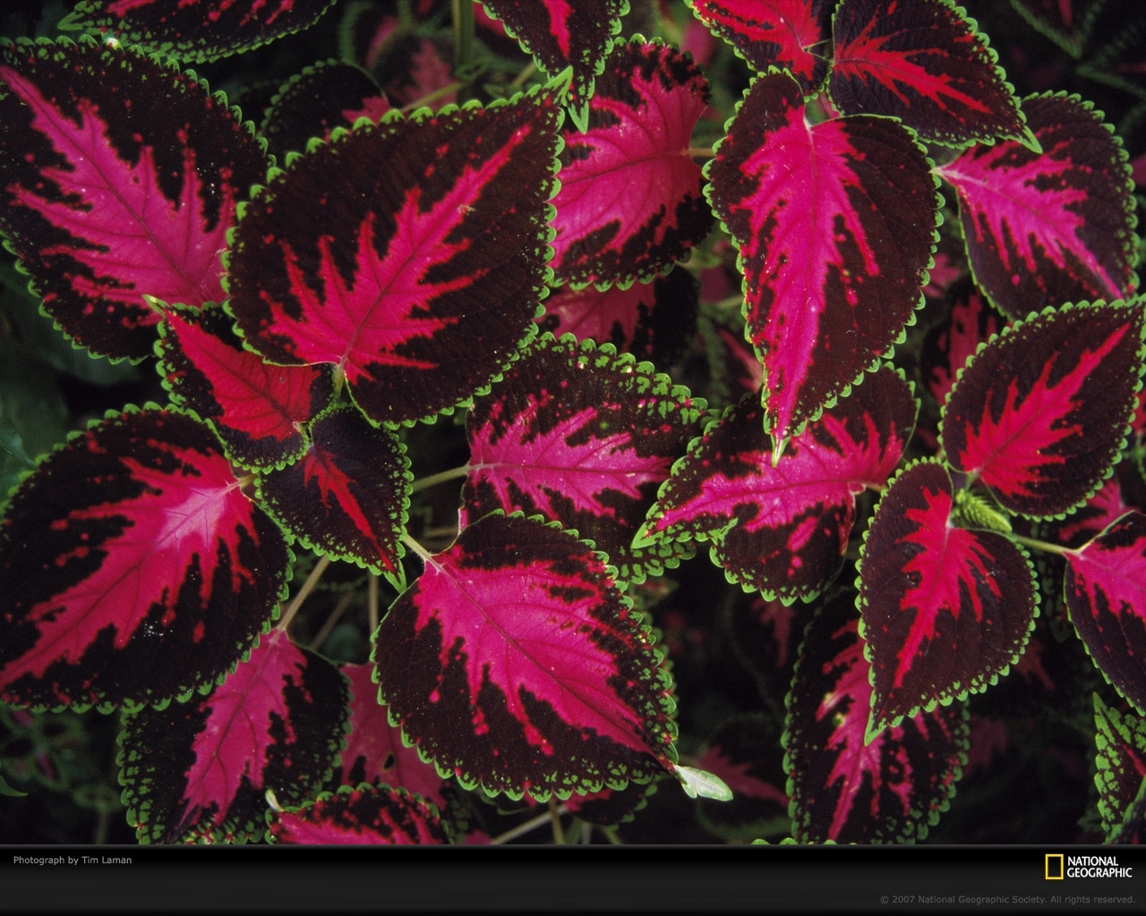 Handy-Wallpaper Pflanzen, Blätter, Hintergrund kostenlos herunterladen.