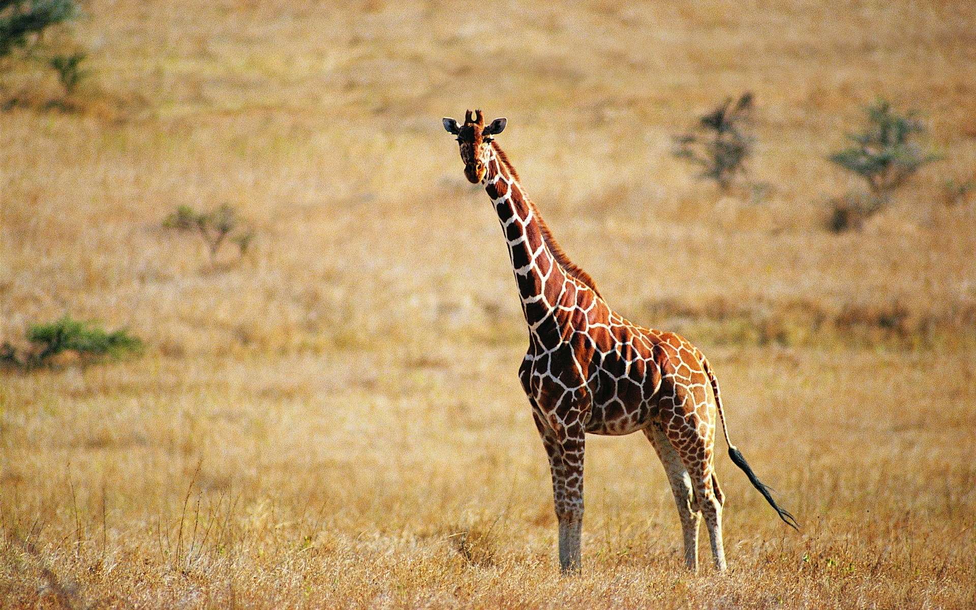 Téléchargez gratuitement l'image Animaux, Girafe sur le bureau de votre PC