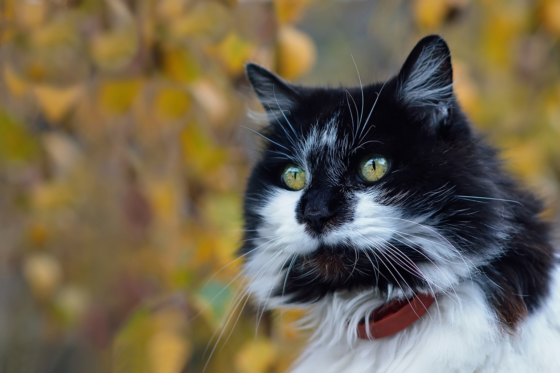 Baixar papel de parede para celular de Animais, Gatos, Gato gratuito.