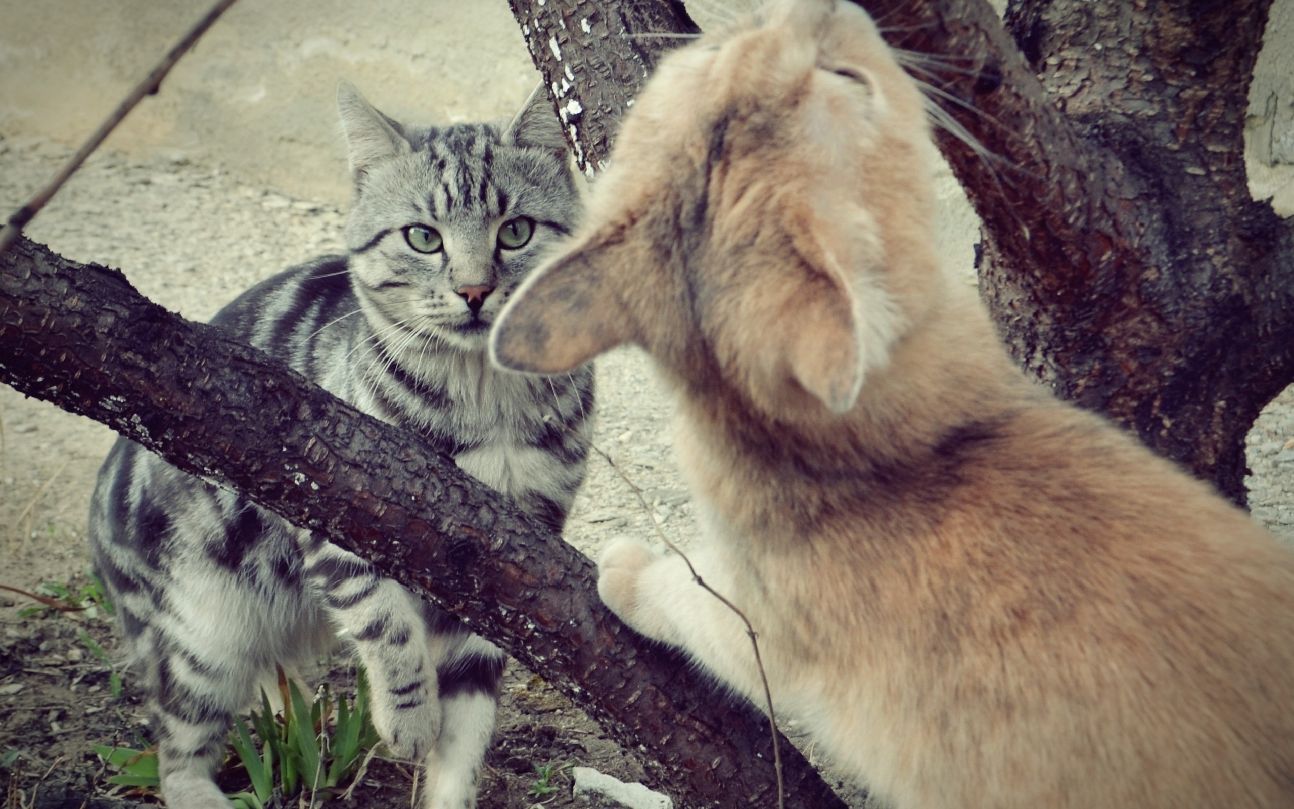 Handy-Wallpaper Tiere, Katzen, Katze kostenlos herunterladen.