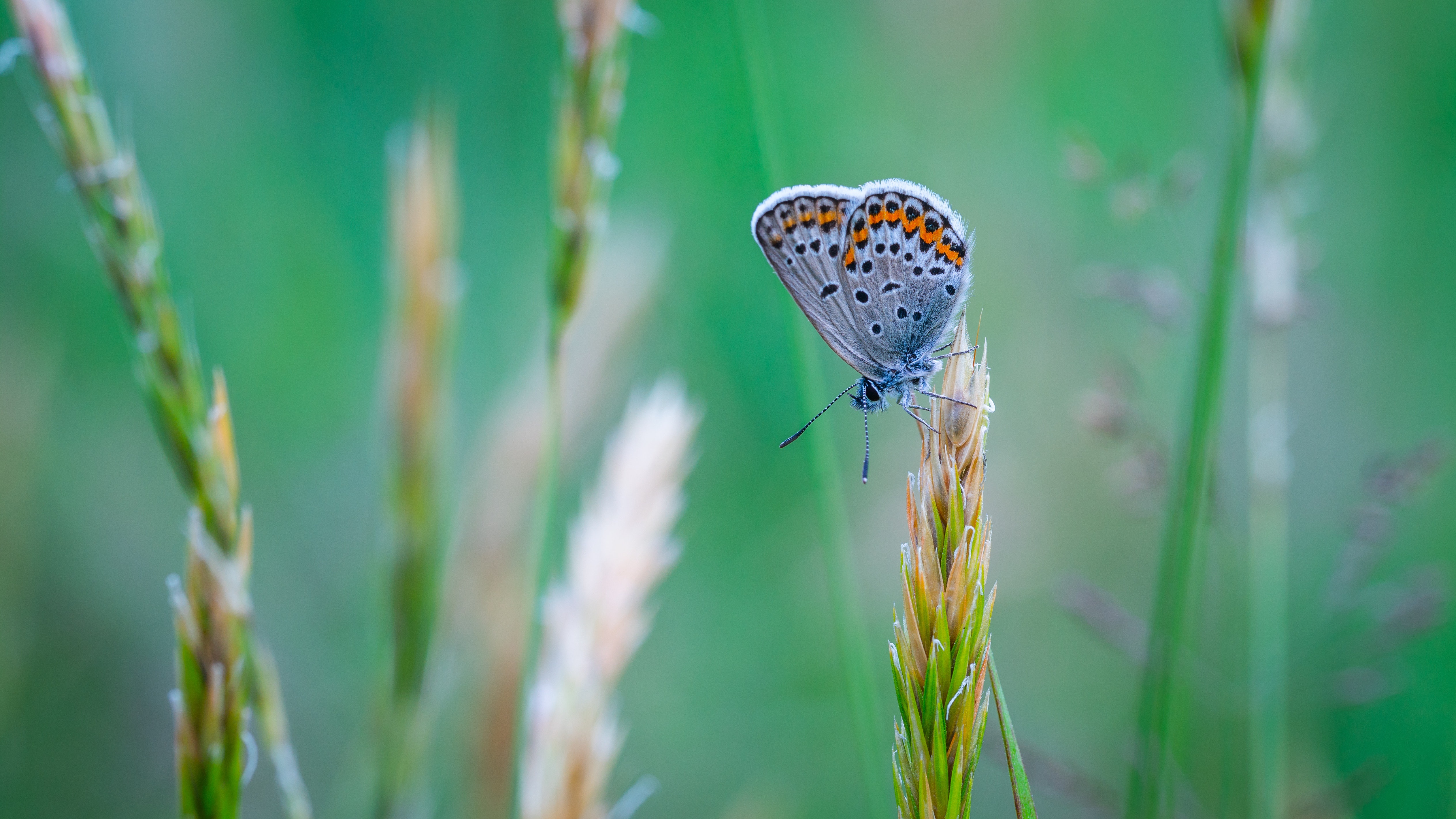 Free download wallpaper Macro, Insect, Butterfly, Animal on your PC desktop