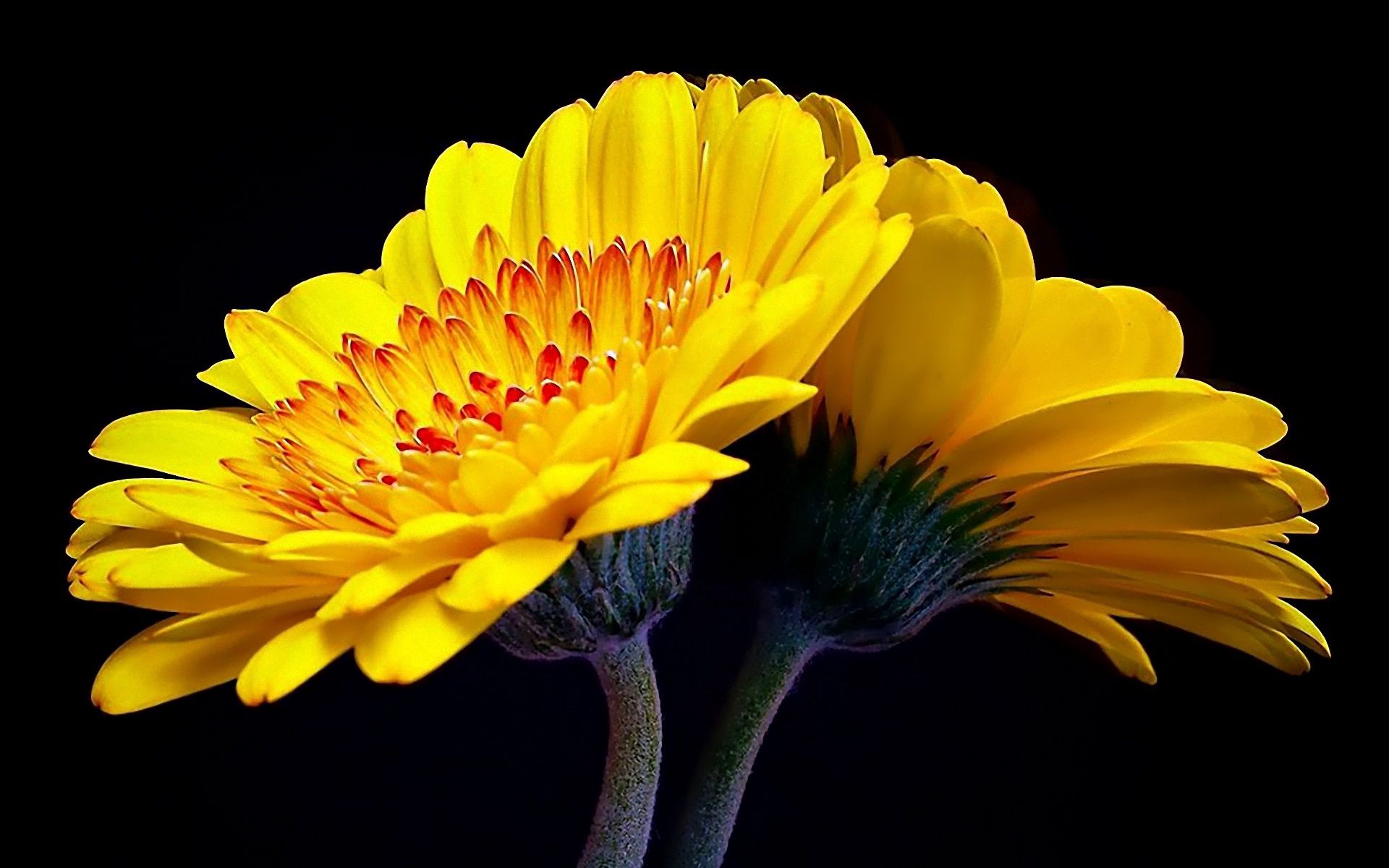 Free download wallpaper Flowers, Flower, Reflection, Mirror on your PC desktop