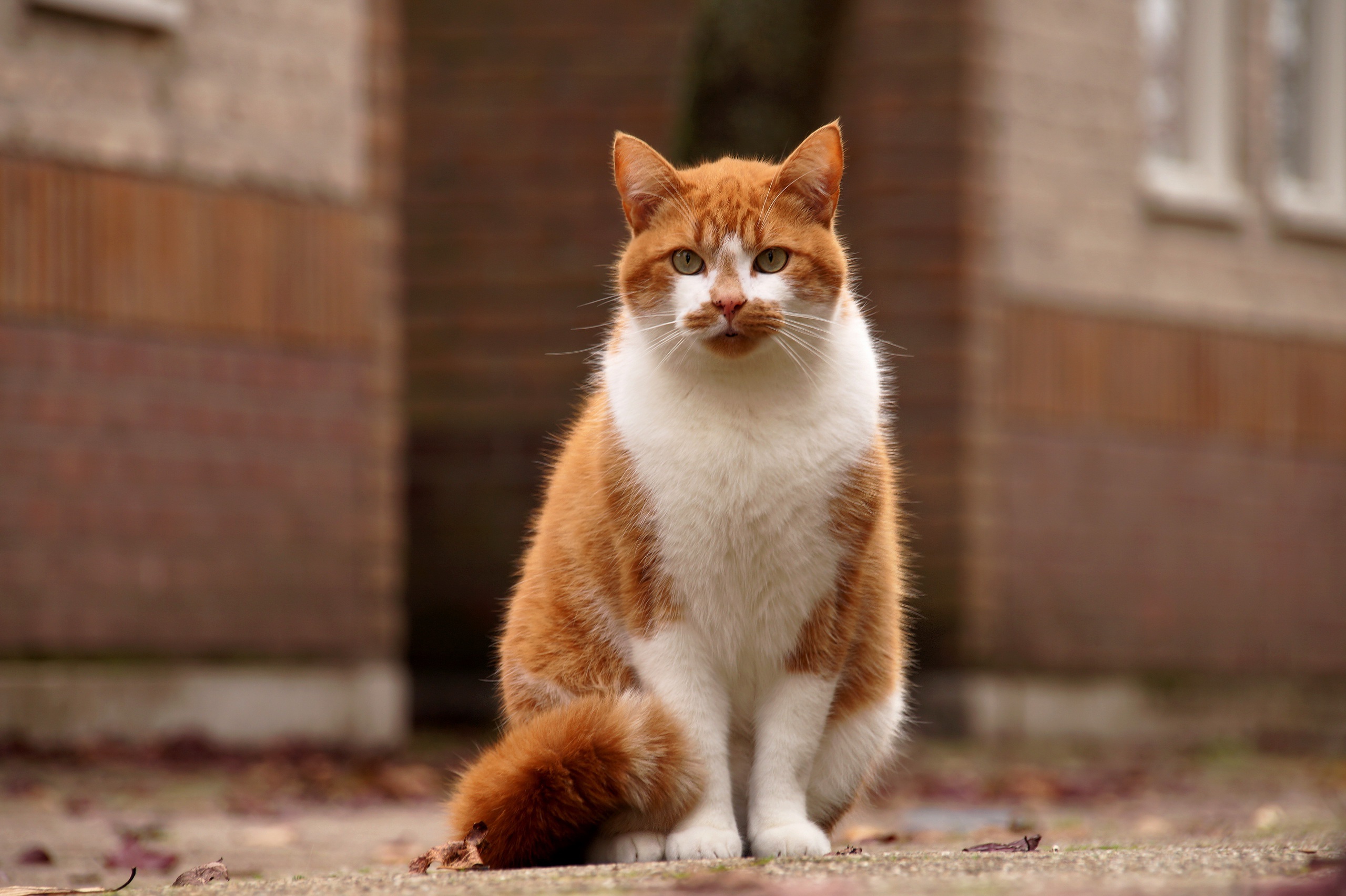 Baixar papel de parede para celular de Animais, Gatos, Gato, Olhar Fixamente gratuito.