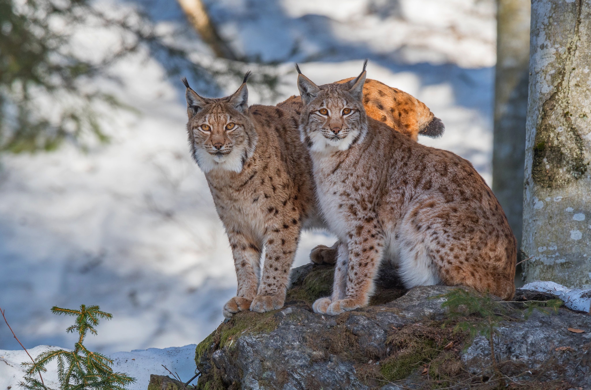 Handy-Wallpaper Tiere, Katzen, Luchs kostenlos herunterladen.