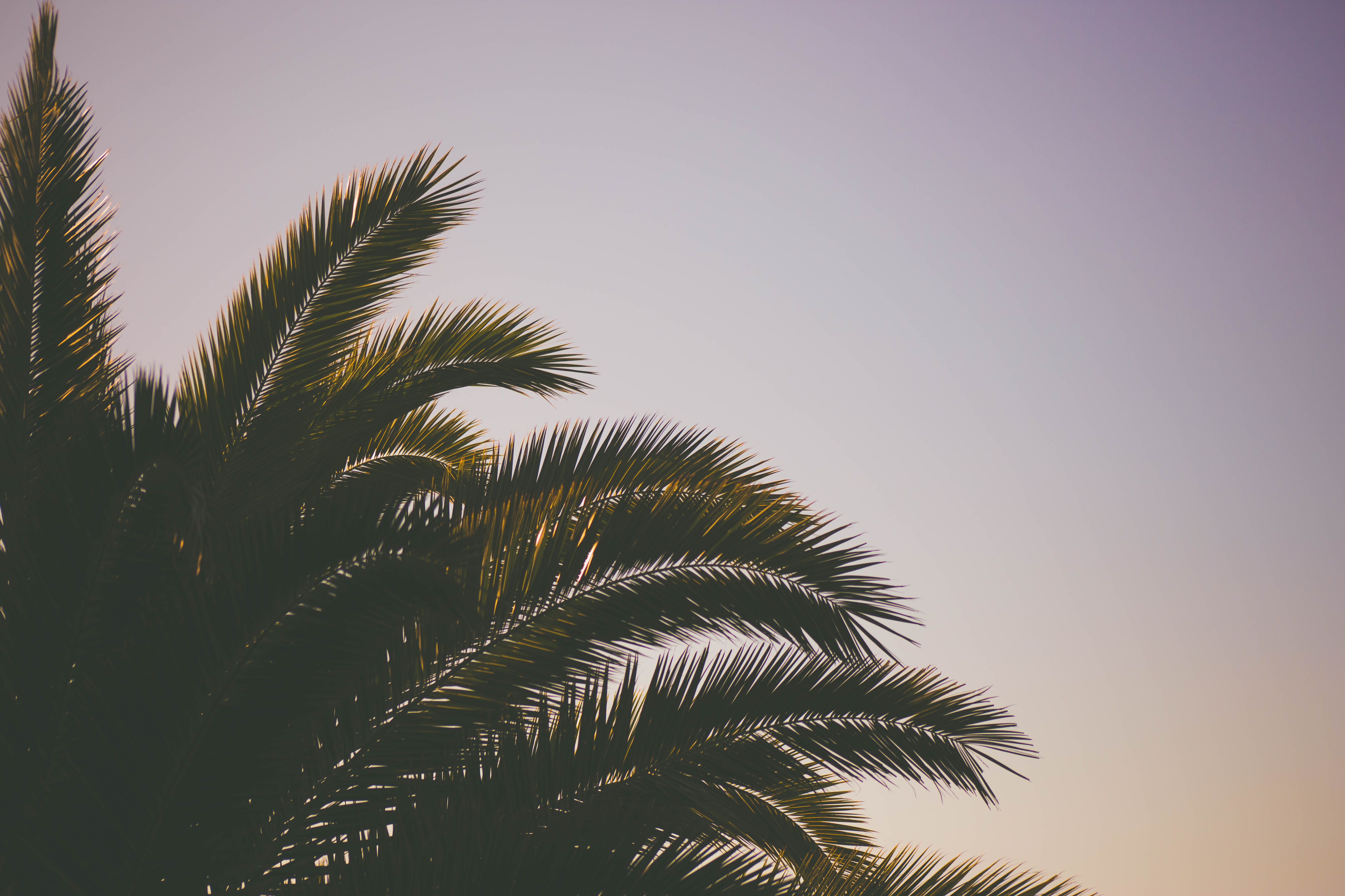 Free download wallpaper Palm, Branches, Nature, Sky on your PC desktop