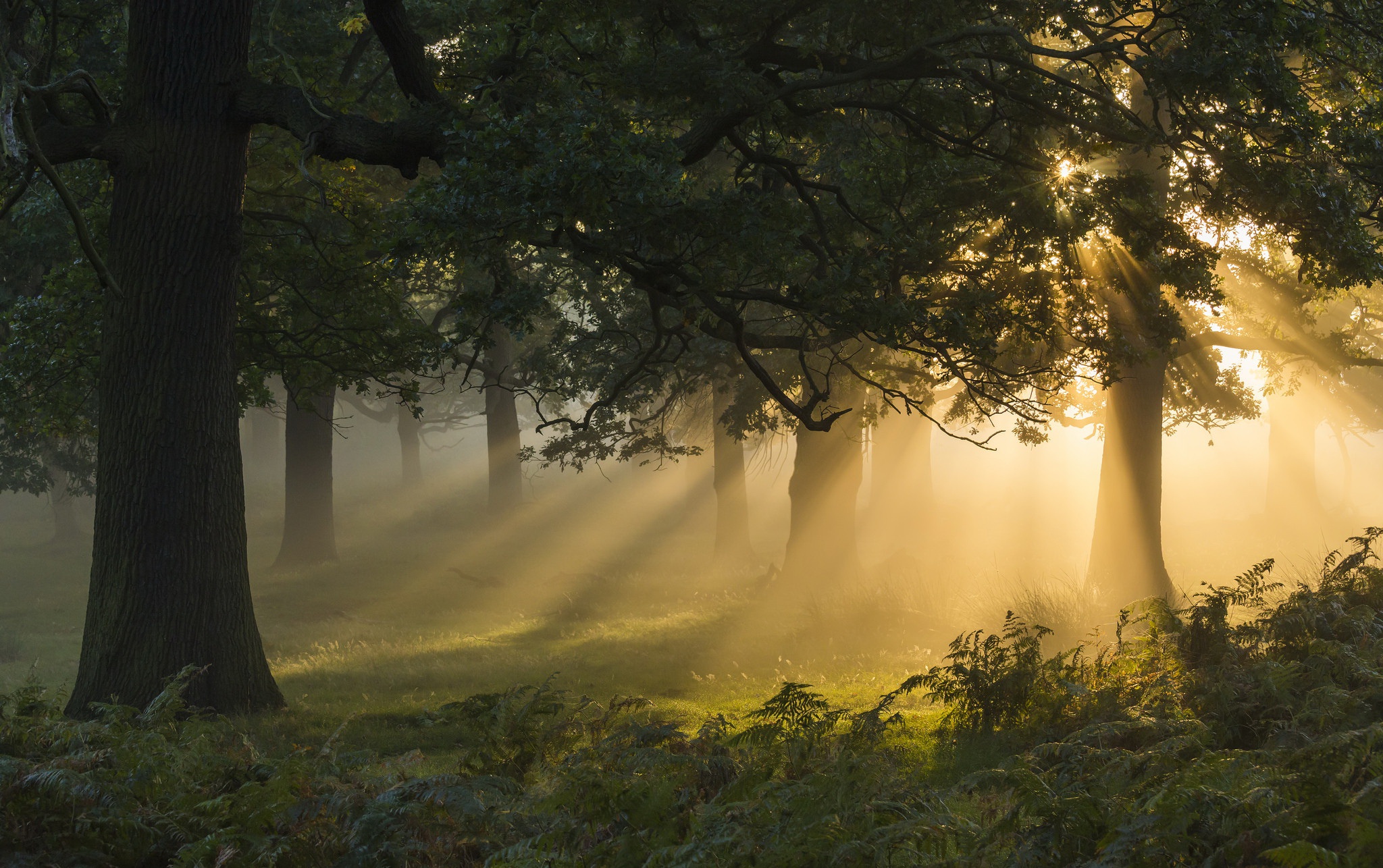 Free download wallpaper Nature, Forest, Tree, Fog, Earth, Sunbeam on your PC desktop