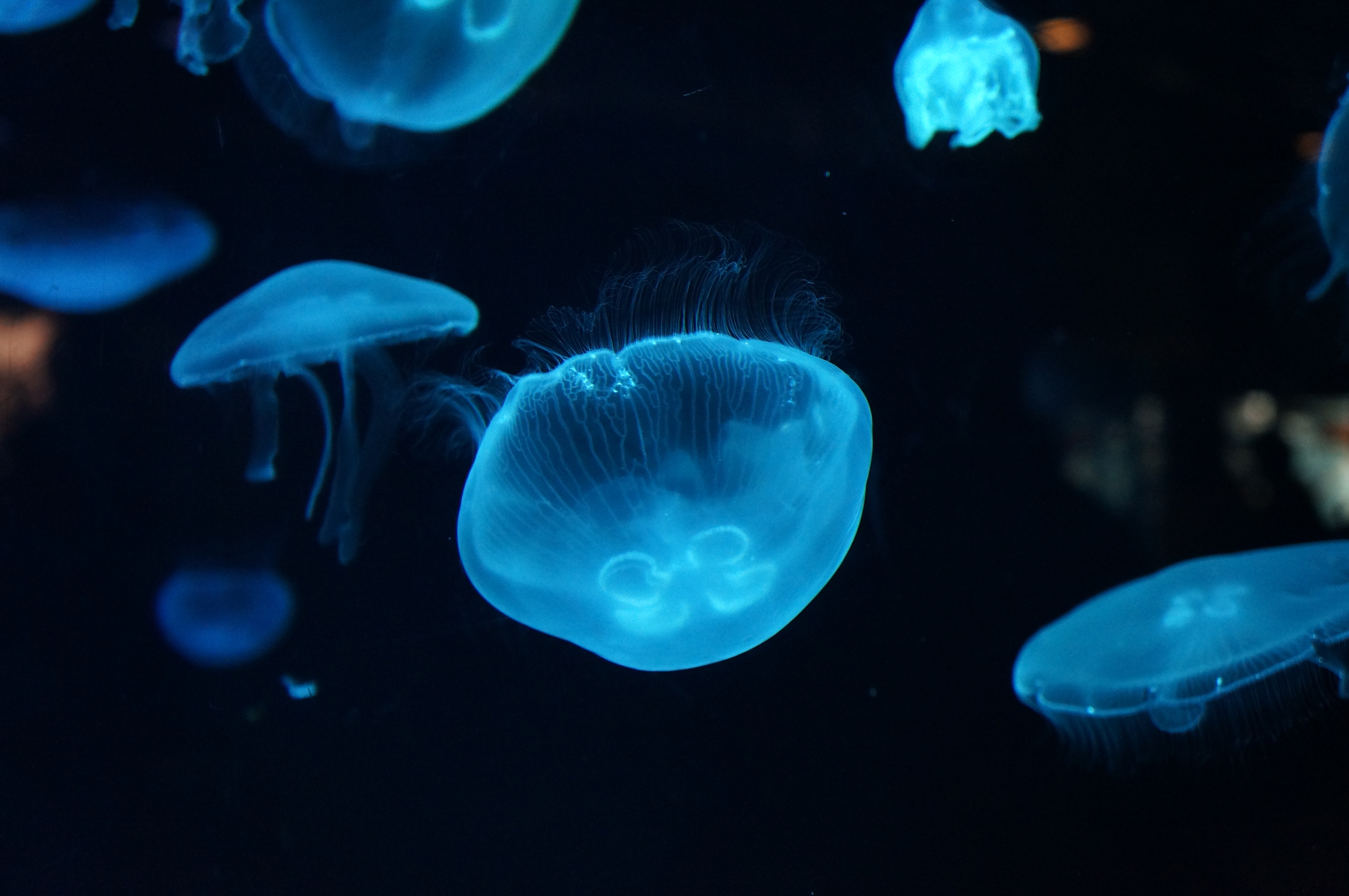 Free download wallpaper Jellyfish, Fishes, Animal, Underwater on your PC desktop