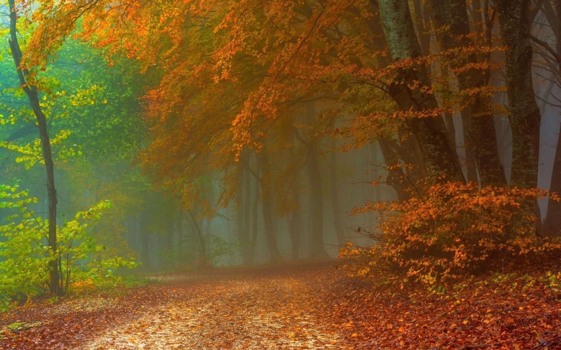 Скачать обои бесплатно Осень, Лес, Туман, Дорожка, Земля/природа картинка на рабочий стол ПК