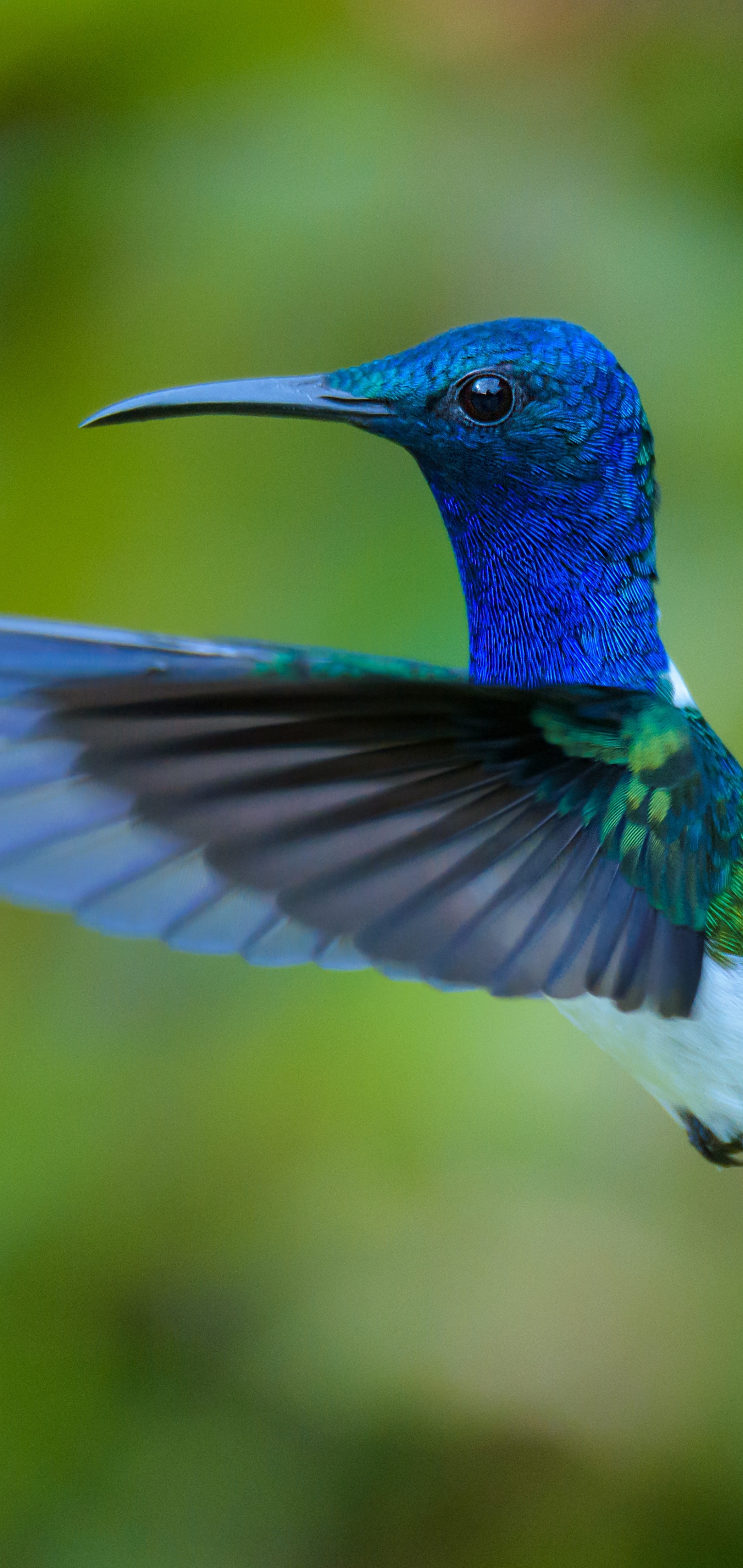 Free download wallpaper Birds, Bird, Animal, Hummingbird on your PC desktop