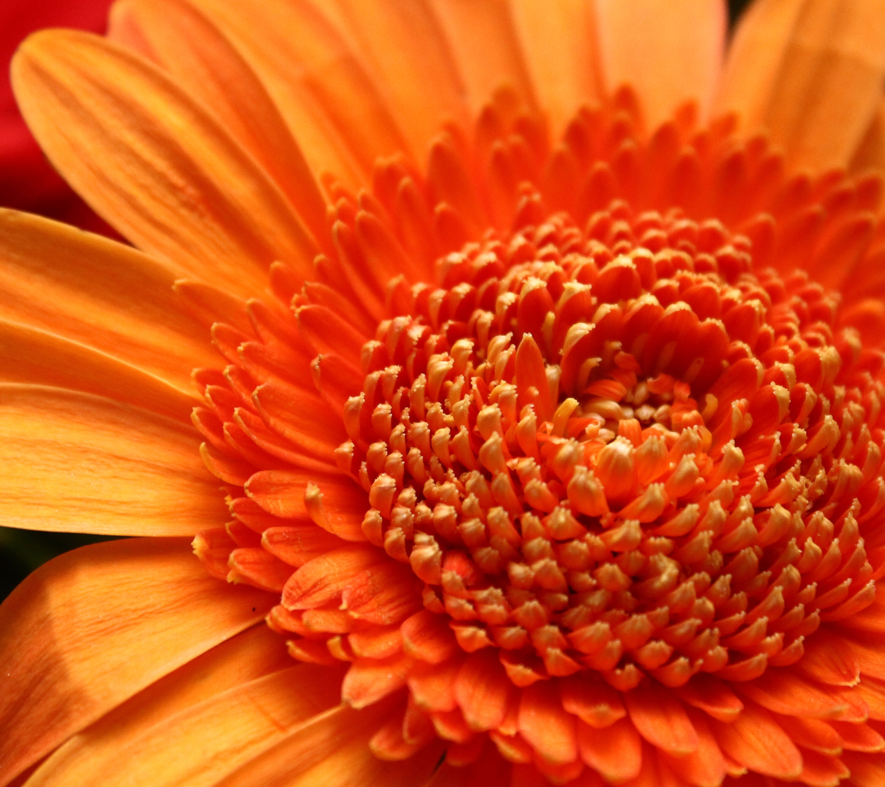 PCデスクトップにフラワーズ, 花, 大きい, 地球, オレンジフラワー画像を無料でダウンロード