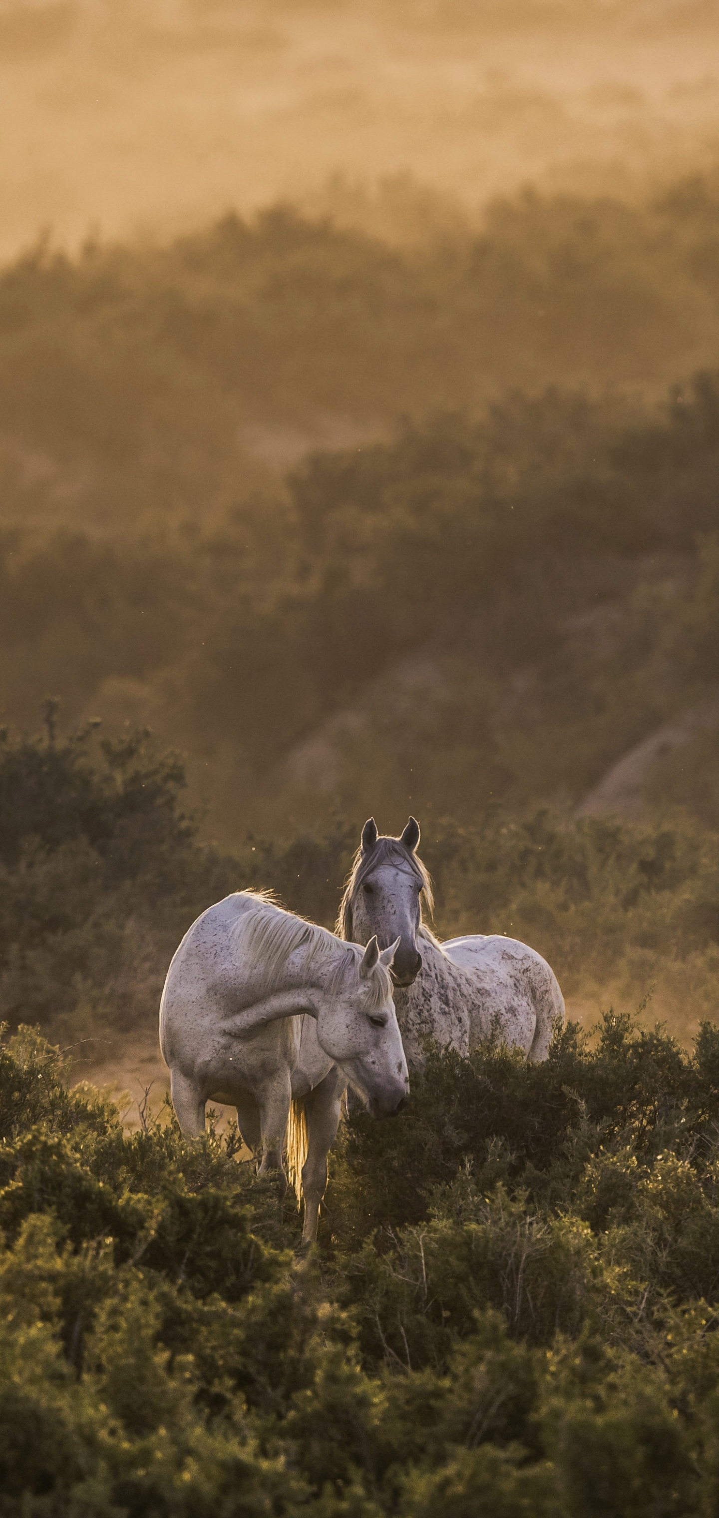 Téléchargez des papiers peints mobile Animaux, Cheval gratuitement.