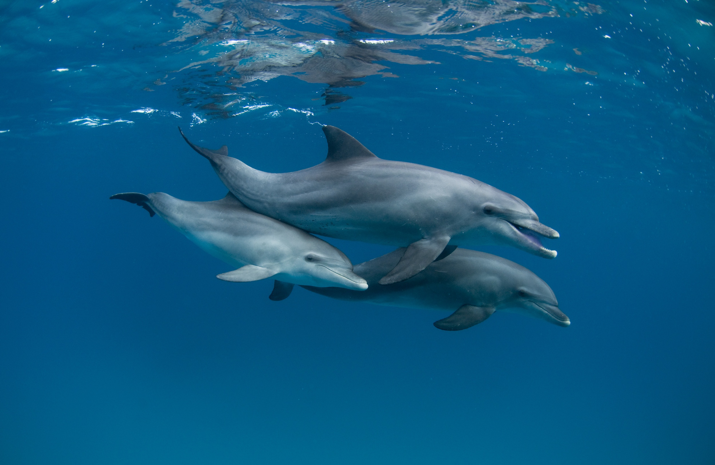 Téléchargez des papiers peints mobile Animaux, Dauphin, Sous L'eau, Vie Marine gratuitement.