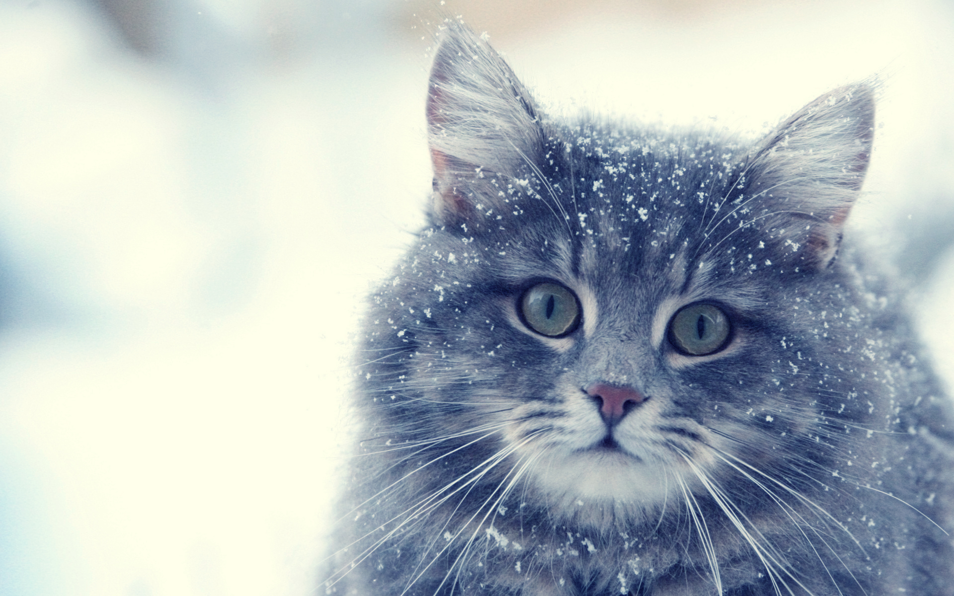 Baixe gratuitamente a imagem Animais, Gatos, Gato na área de trabalho do seu PC