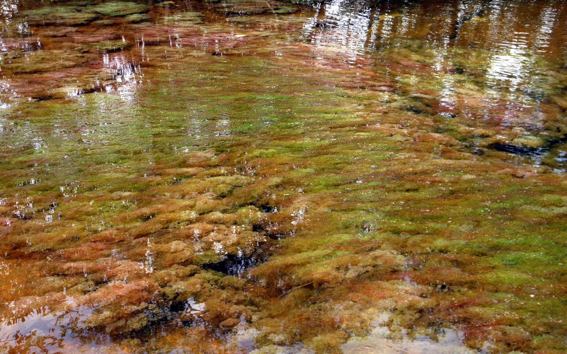 earth, caño cristales