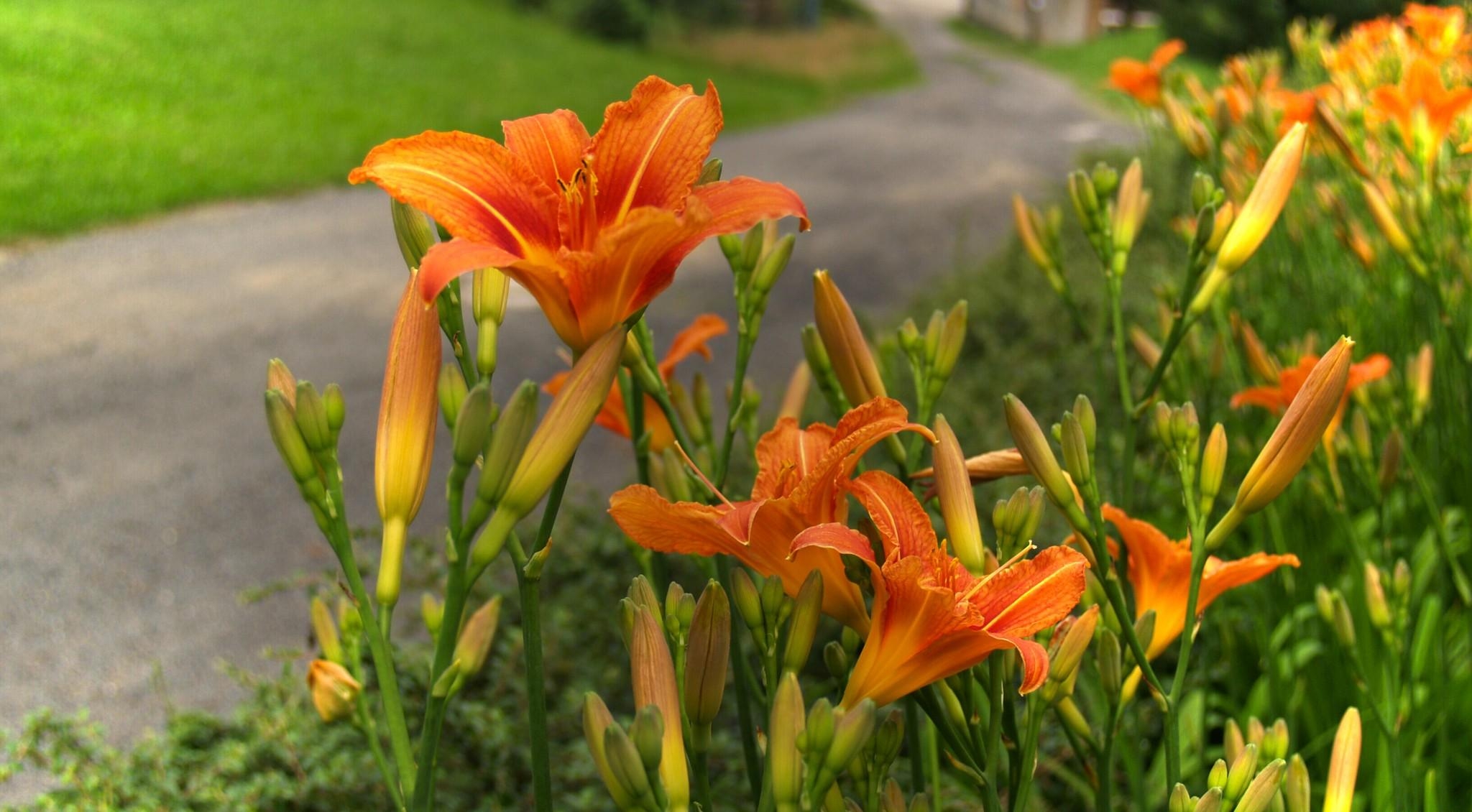 Free download wallpaper Flowers, Lilies, Road, Blur, Smooth on your PC desktop