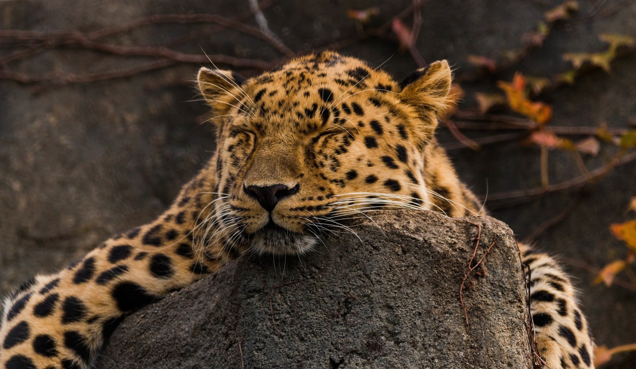Скачати мобільні шпалери Леопард, Тварина, Коти, Спить безкоштовно.