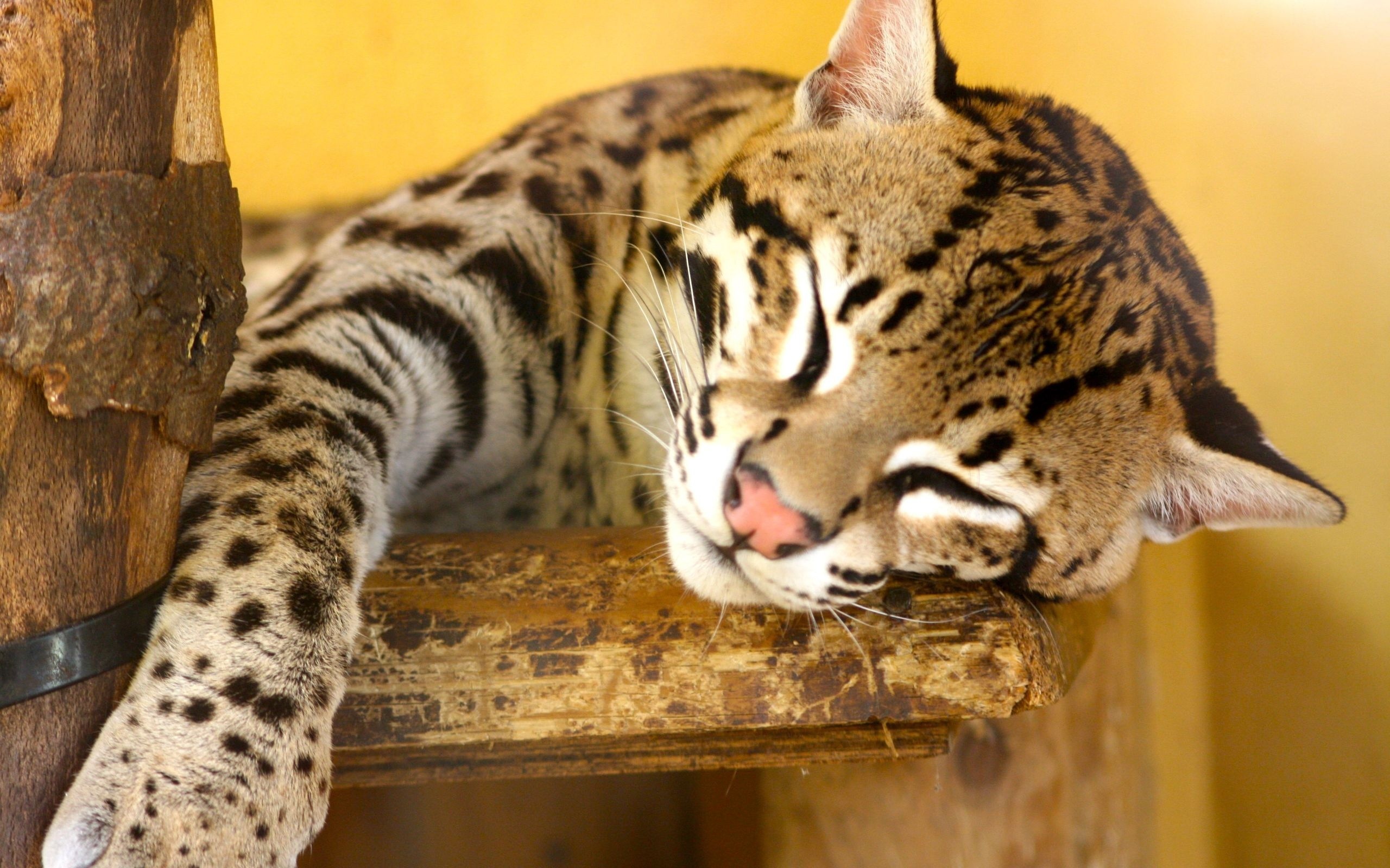 276510 baixar papel de parede animais, jaguatirica, gatos - protetores de tela e imagens gratuitamente