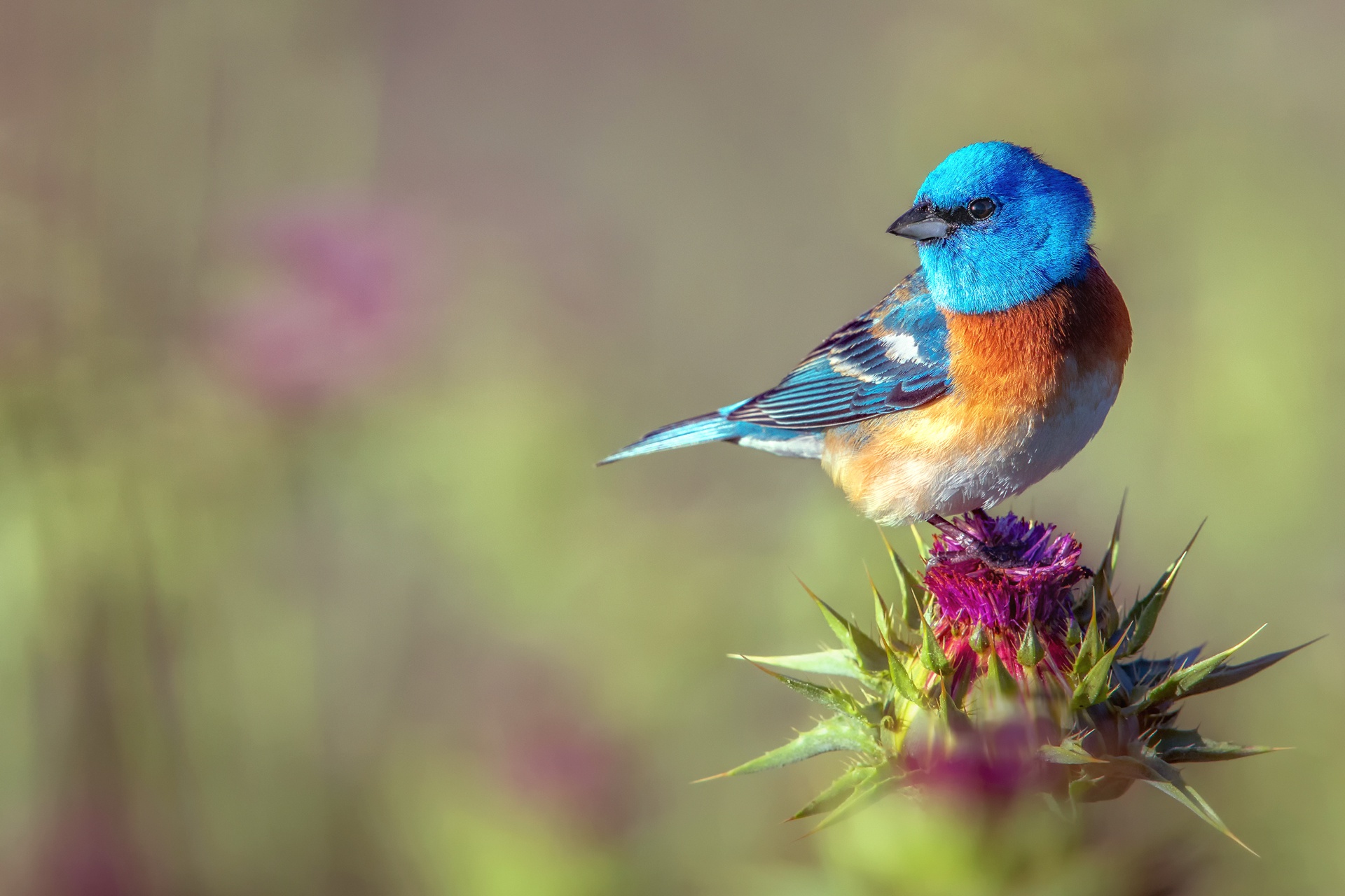 Free download wallpaper Birds, Bird, Animal on your PC desktop