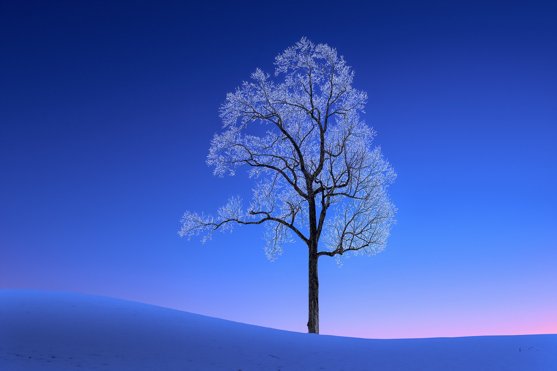 Download mobile wallpaper Winter, Trees, Snow, Tree, Earth for free.