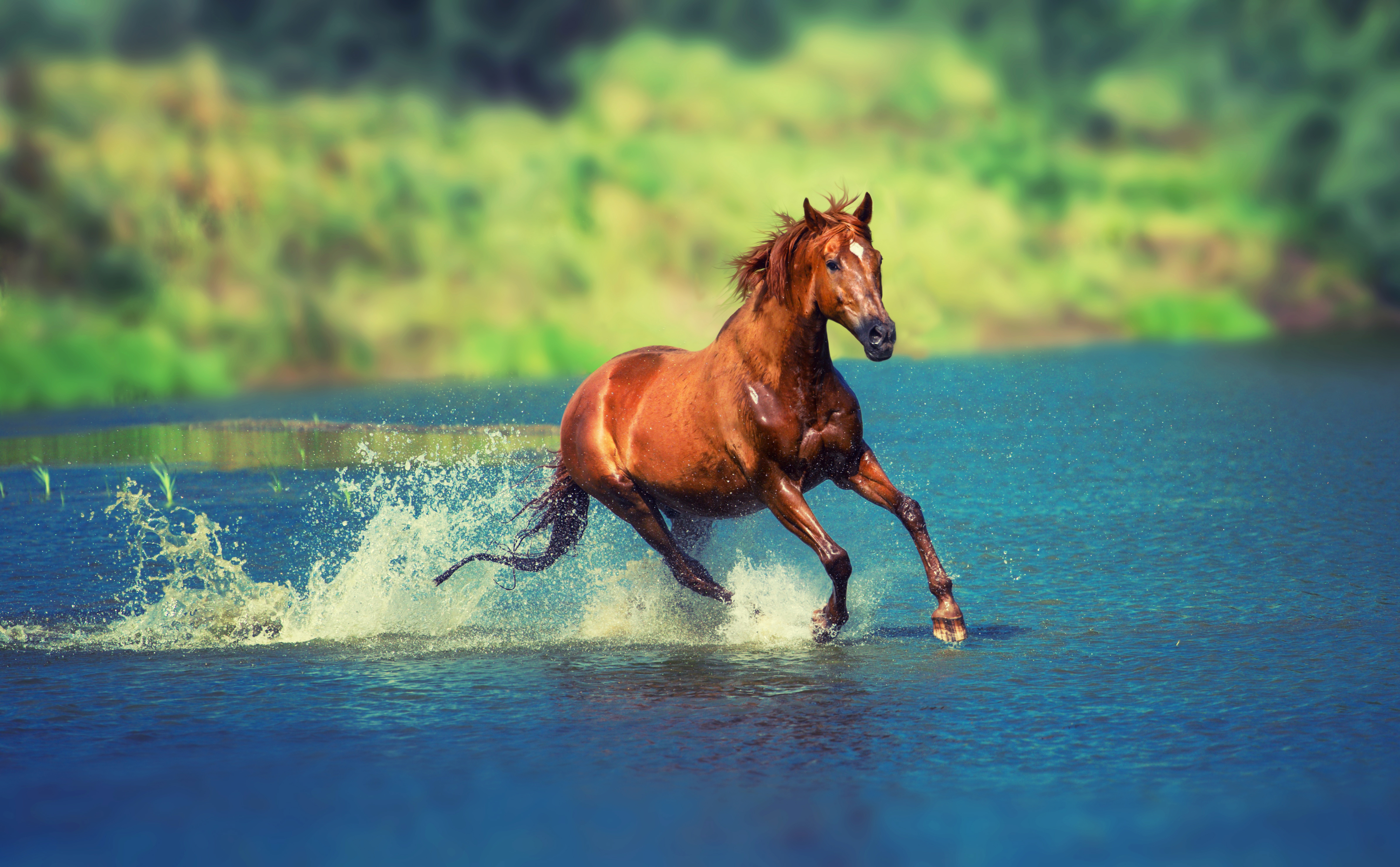 無料モバイル壁紙動物, 馬をダウンロードします。