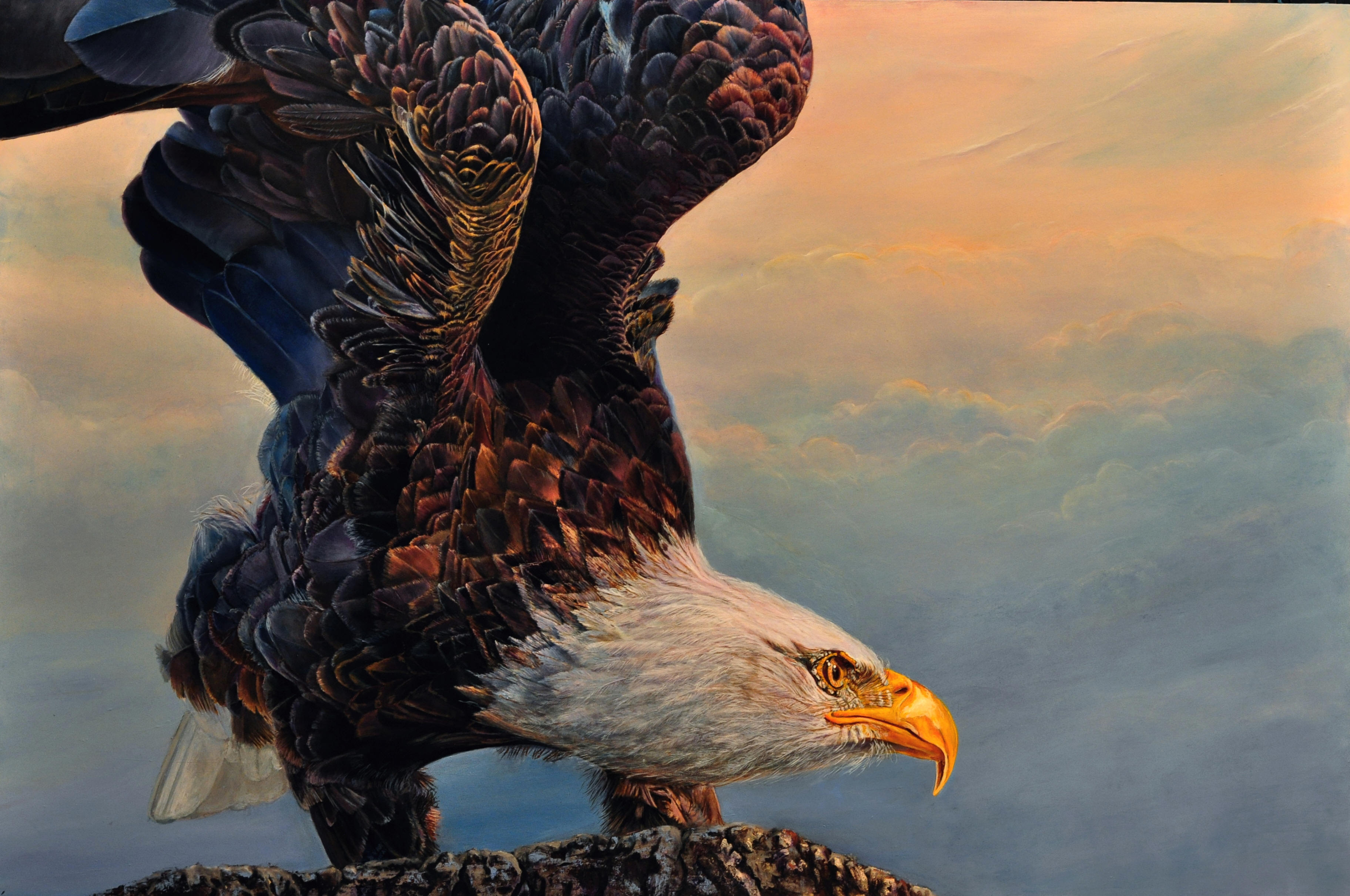 Free download wallpaper Birds, Animal, Bald Eagle on your PC desktop