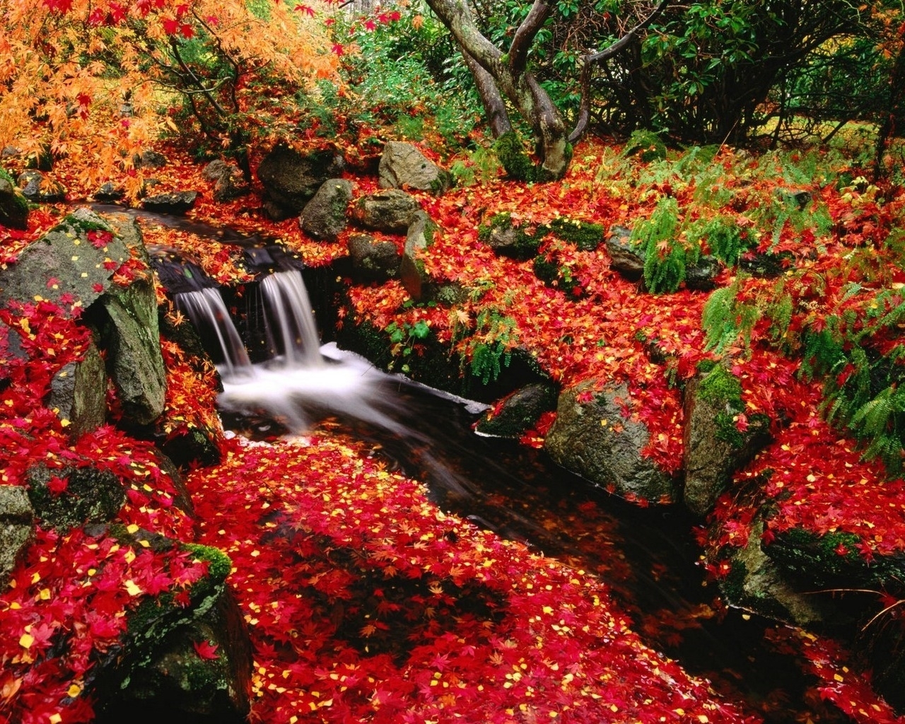 Скачать картинку Река, Пейзаж, Листья, Растения, Осень в телефон бесплатно.