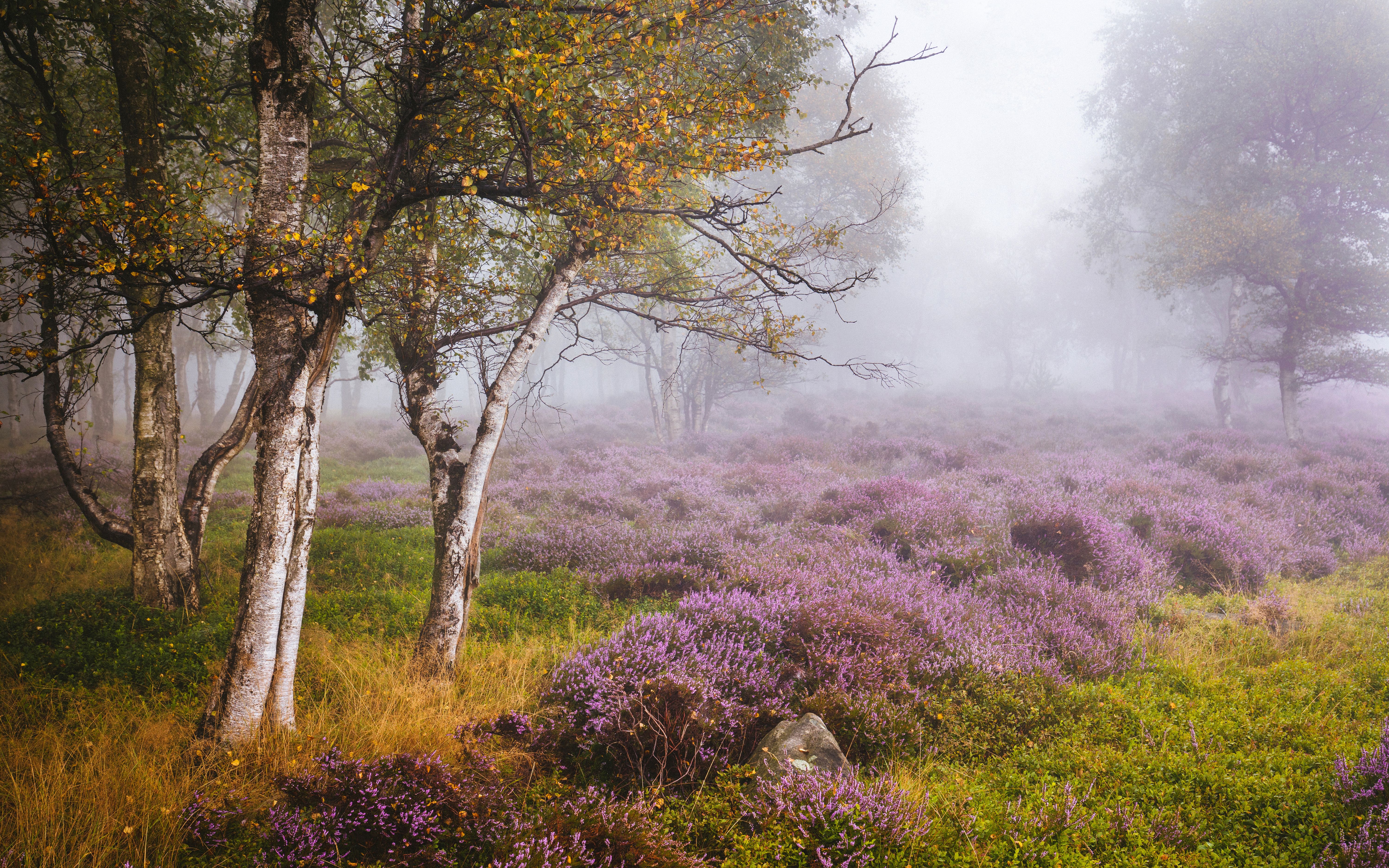 Free download wallpaper Nature, Flower, Tree, Fog, Earth, Purple Flower on your PC desktop