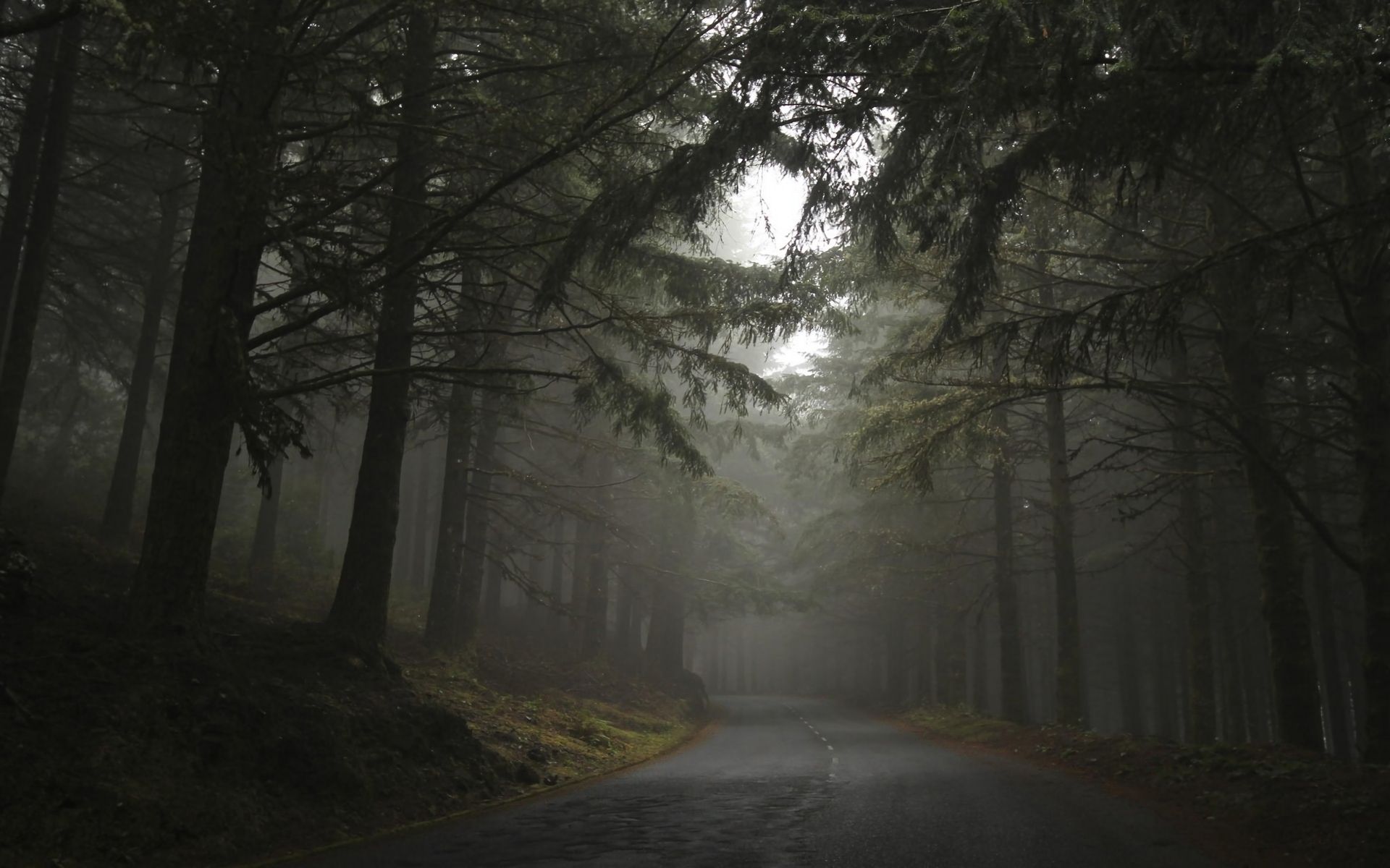 PCデスクトップに木, 道, 森, 霧, マンメイド画像を無料でダウンロード