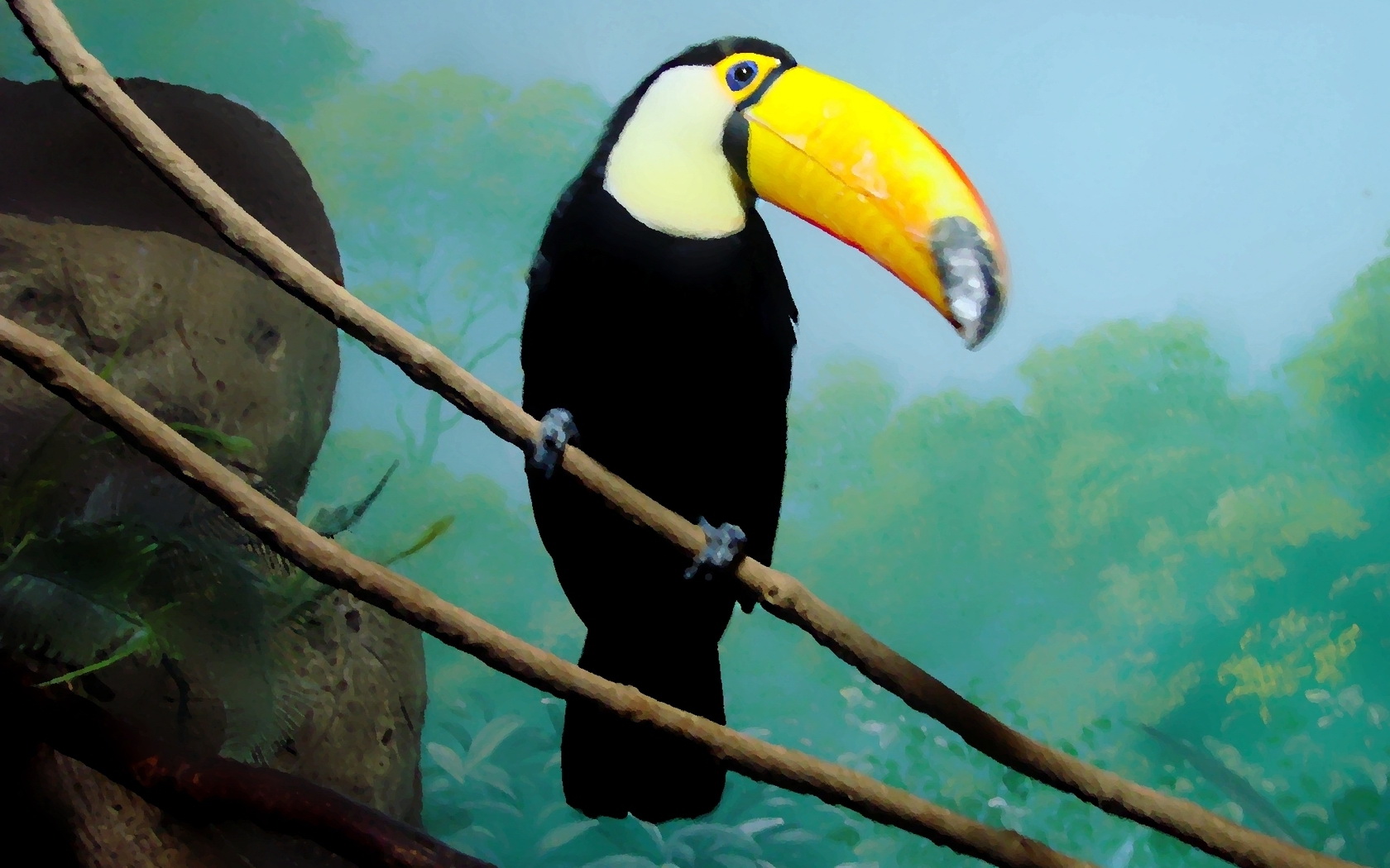 Download mobile wallpaper Toucan, Birds, Animal for free.