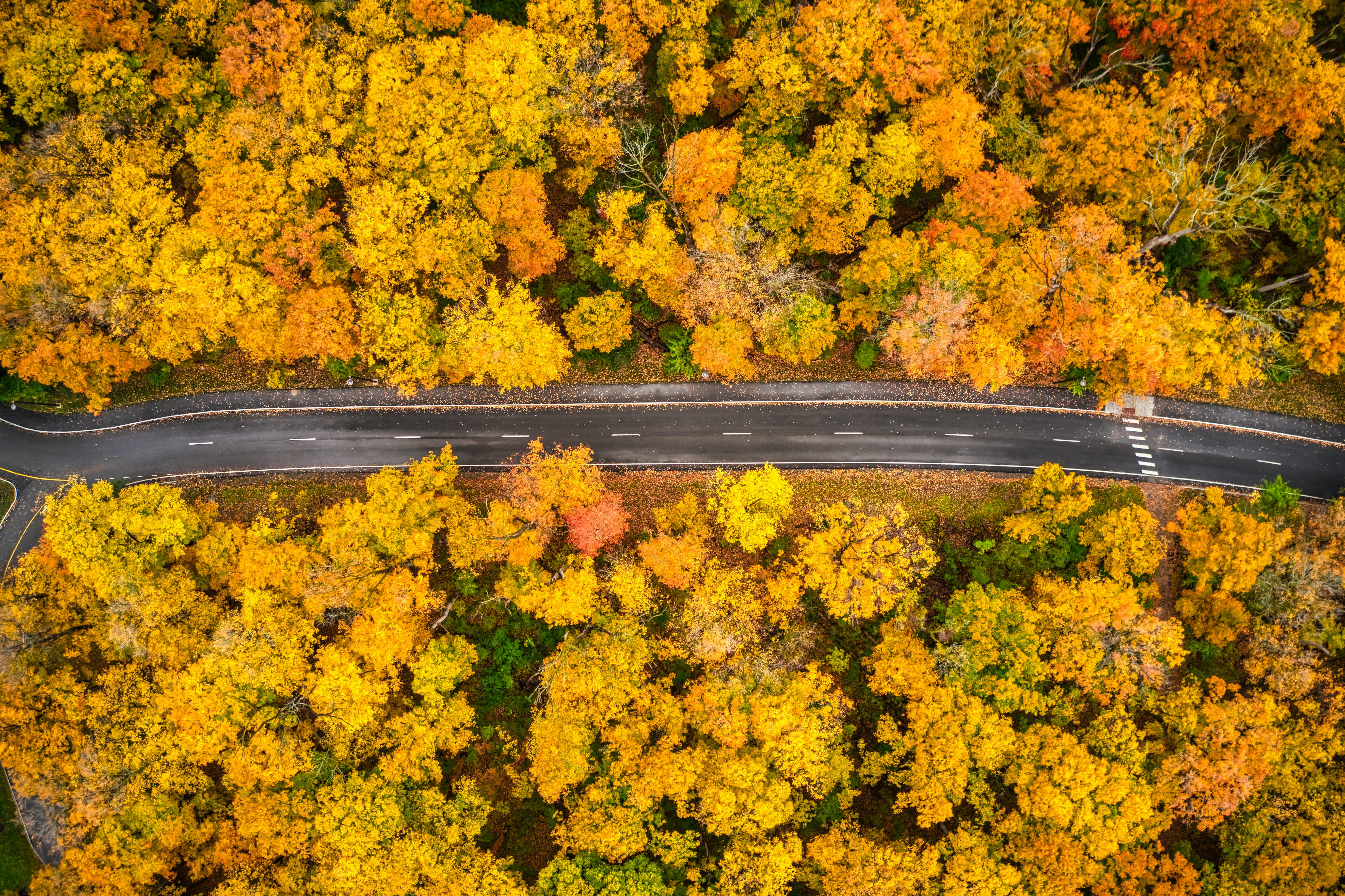 PCデスクトップに自然, 道路, 上から見る, 道, 森林, 森, 黄色, 秋画像を無料でダウンロード
