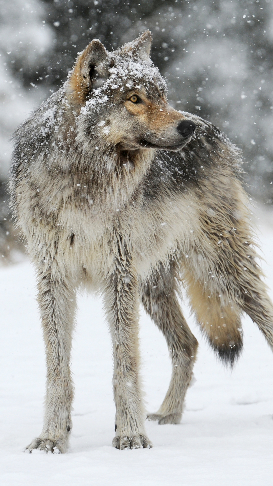 Download mobile wallpaper Winter, Wolf, Animal, Snowfall, Wolves for free.