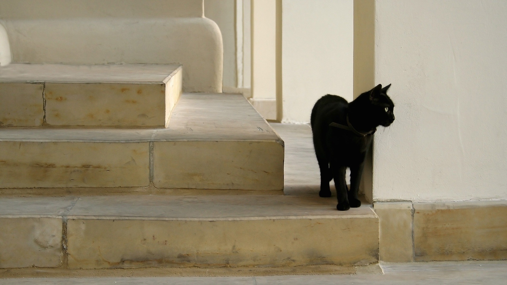 Baixe gratuitamente a imagem Animais, Gatos, Gato na área de trabalho do seu PC