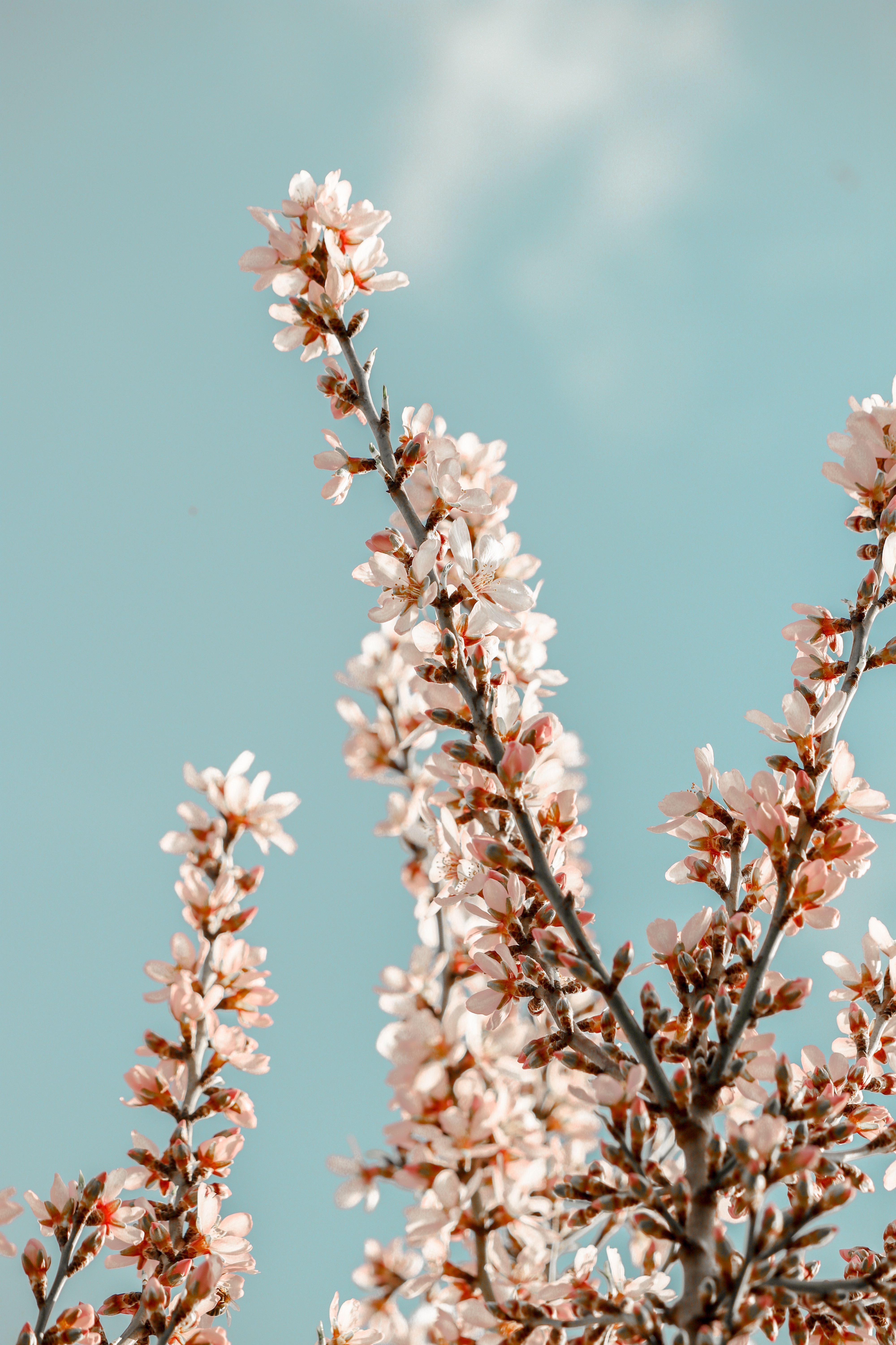 Download mobile wallpaper Branches, Flowers, Spring, Pink, Sakura for free.