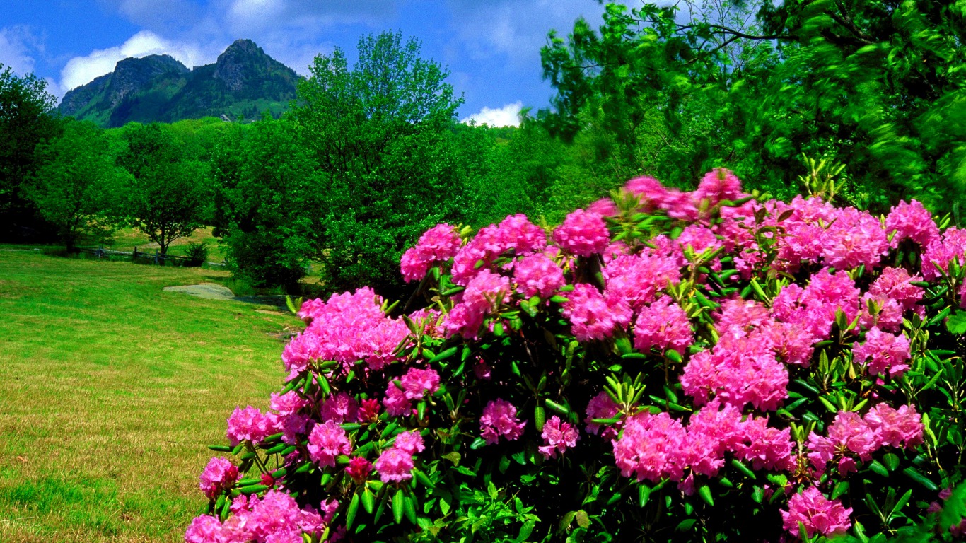 307378 télécharger le fond d'écran terre/nature, rhododendron, fleur rose, fleurs - économiseurs d'écran et images gratuitement