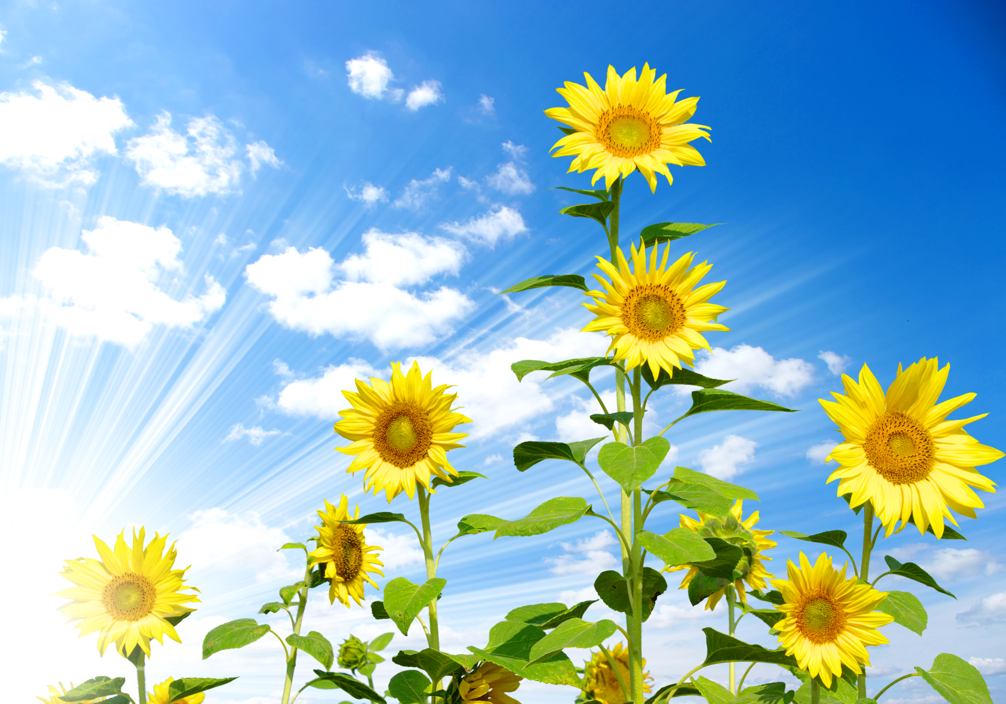 Téléchargez gratuitement l'image Fleurs, Été, Fleur, Tournesol, Fleur Jaune, Ciel, Rayon De Soleil, Terre/nature sur le bureau de votre PC