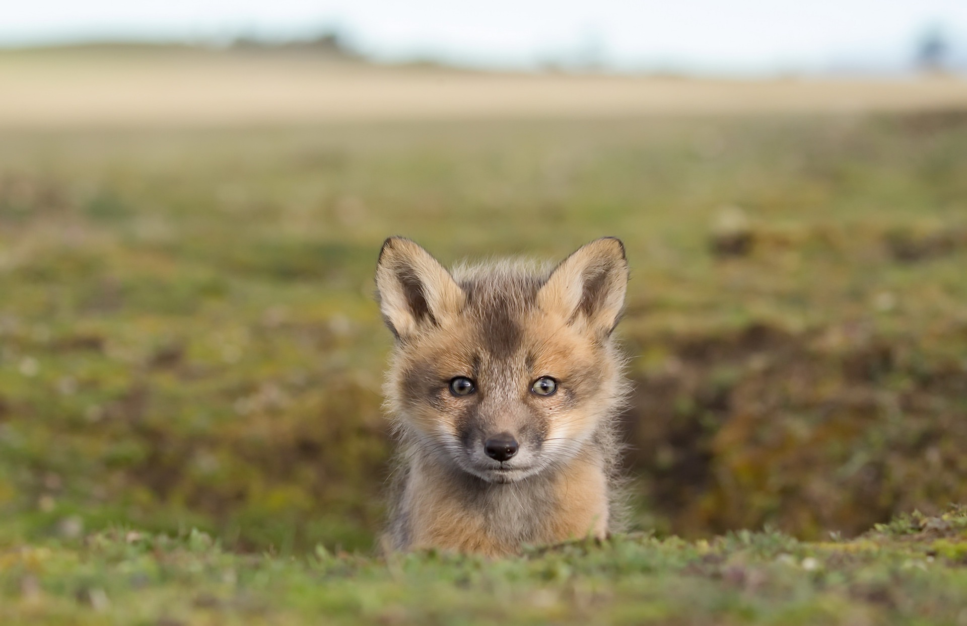 Download mobile wallpaper Fox, Animal, Baby Animal, Depth Of Field, Cub for free.