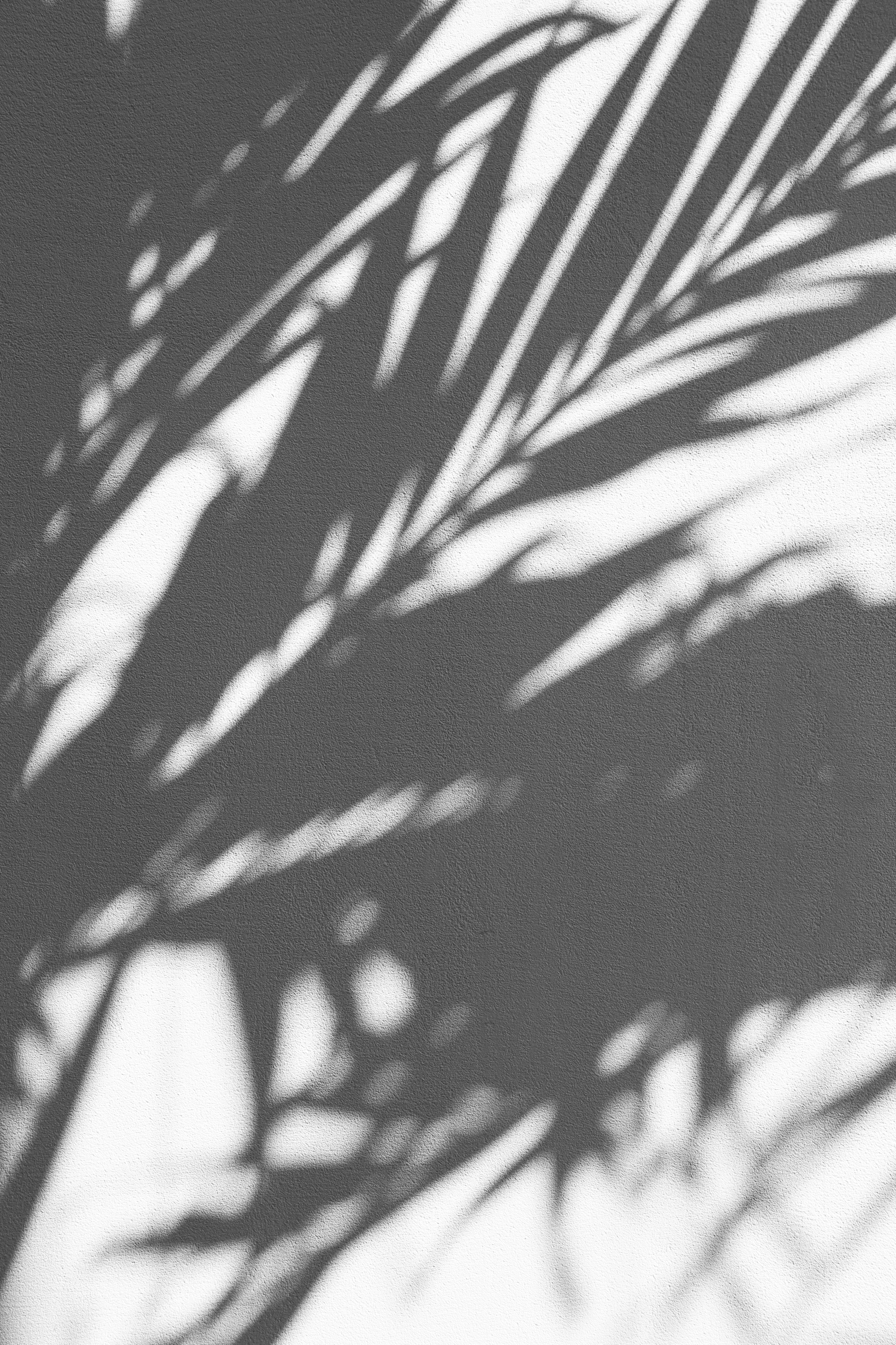 Download mobile wallpaper Palm, Branches, Shadow, Wall, Texture, Textures for free.